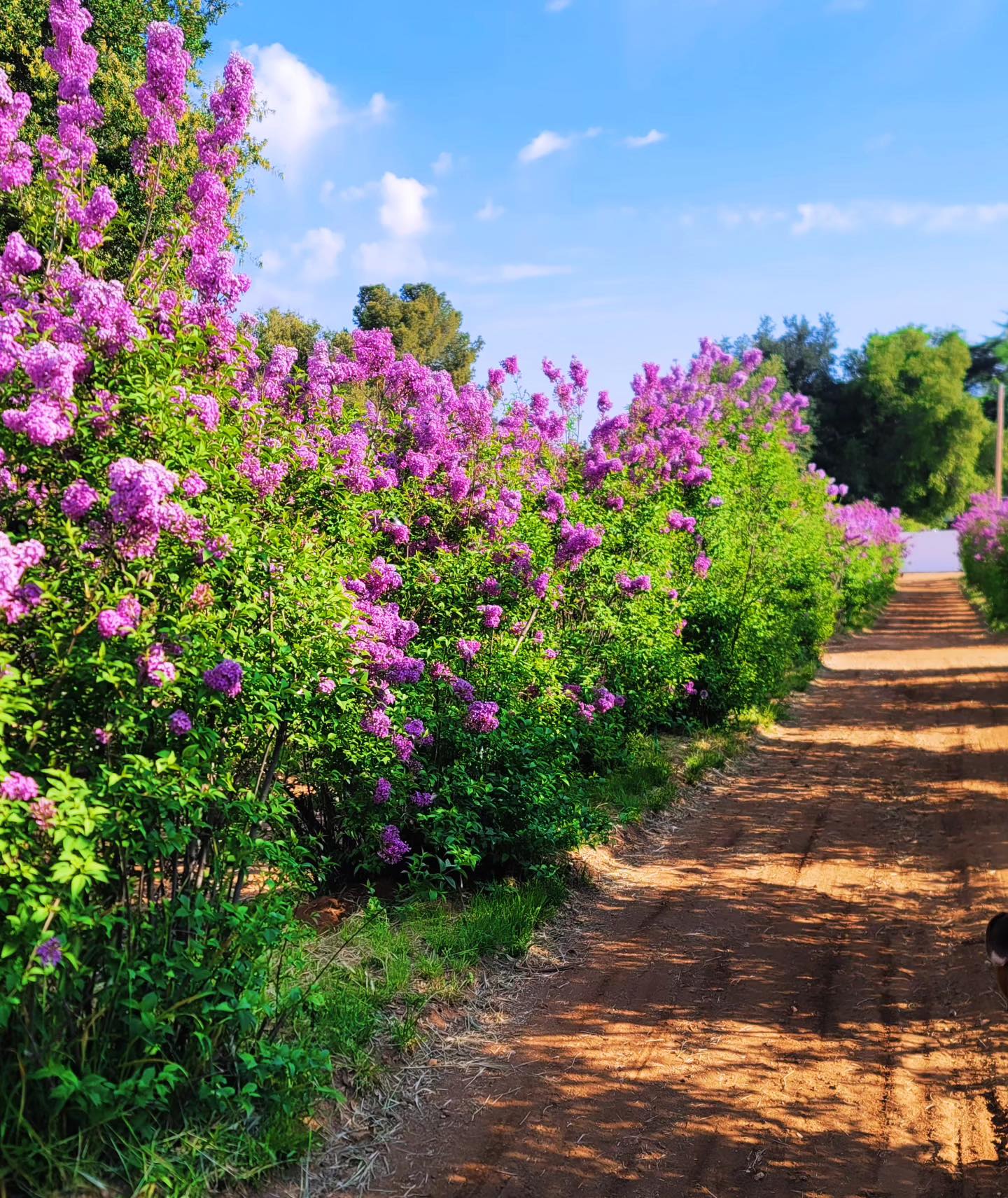 Blooming Ridge Ranch | Cherry Valley CA