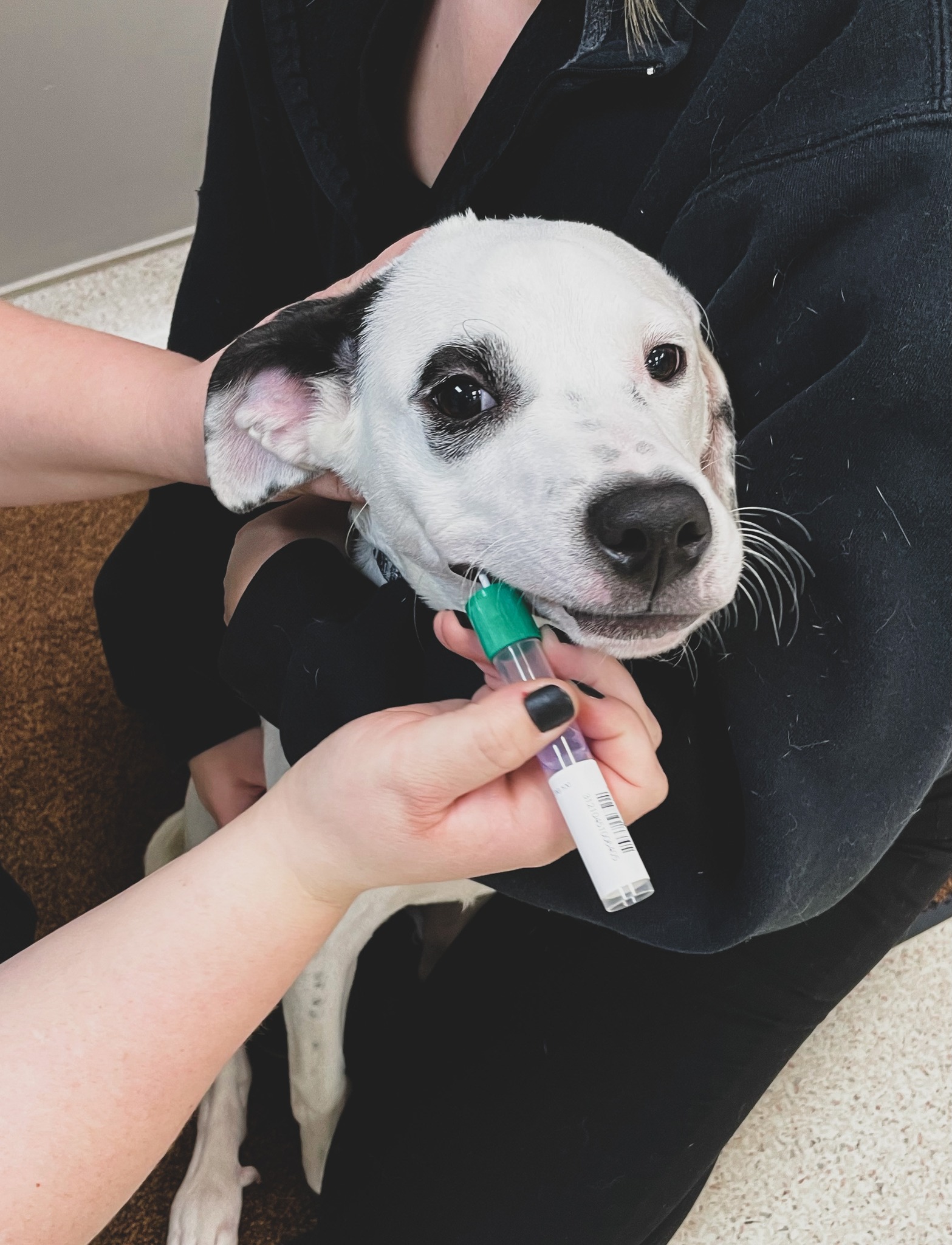 Today is National Mutt... Twinbrook Veterinary Hospital Facebook