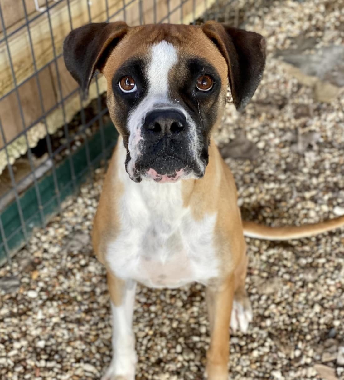 🚨🚨 INTAKE IS STILL CLOSED 🚨🚨... - Austin Boxer Rescue