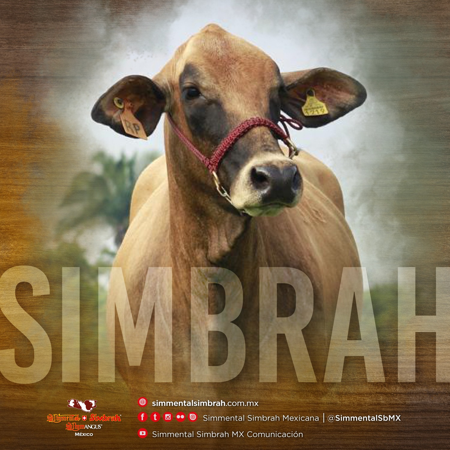 #Simbrah (5/8 Simmental 3/8... - Simmental Simbrah Mexicana | Facebook