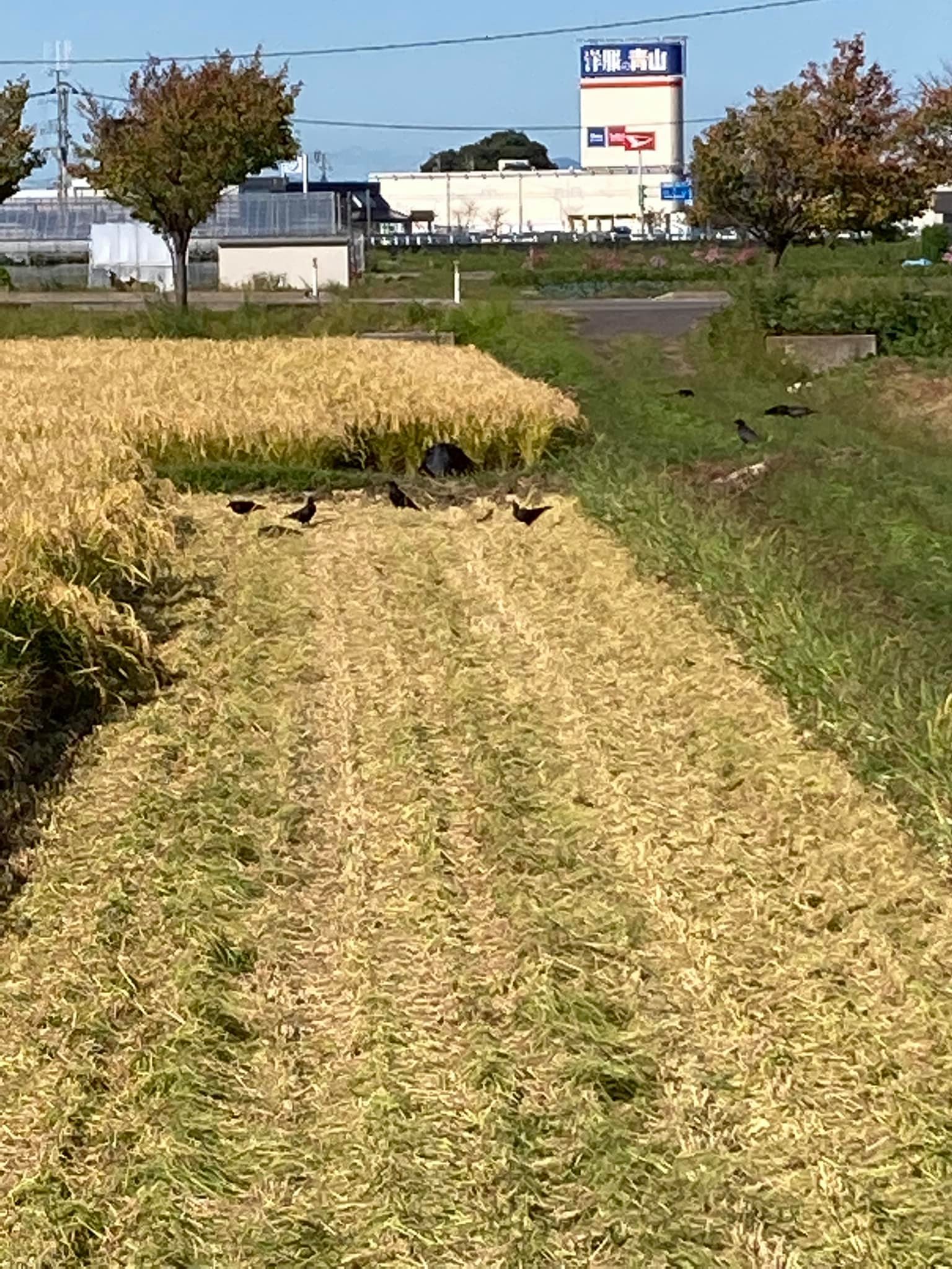 寺坂 農園 犯人 捕まっ た