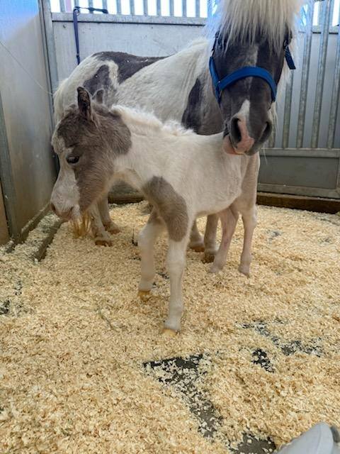 KRB Ranch Miniature Horses | Scottsdale AZ