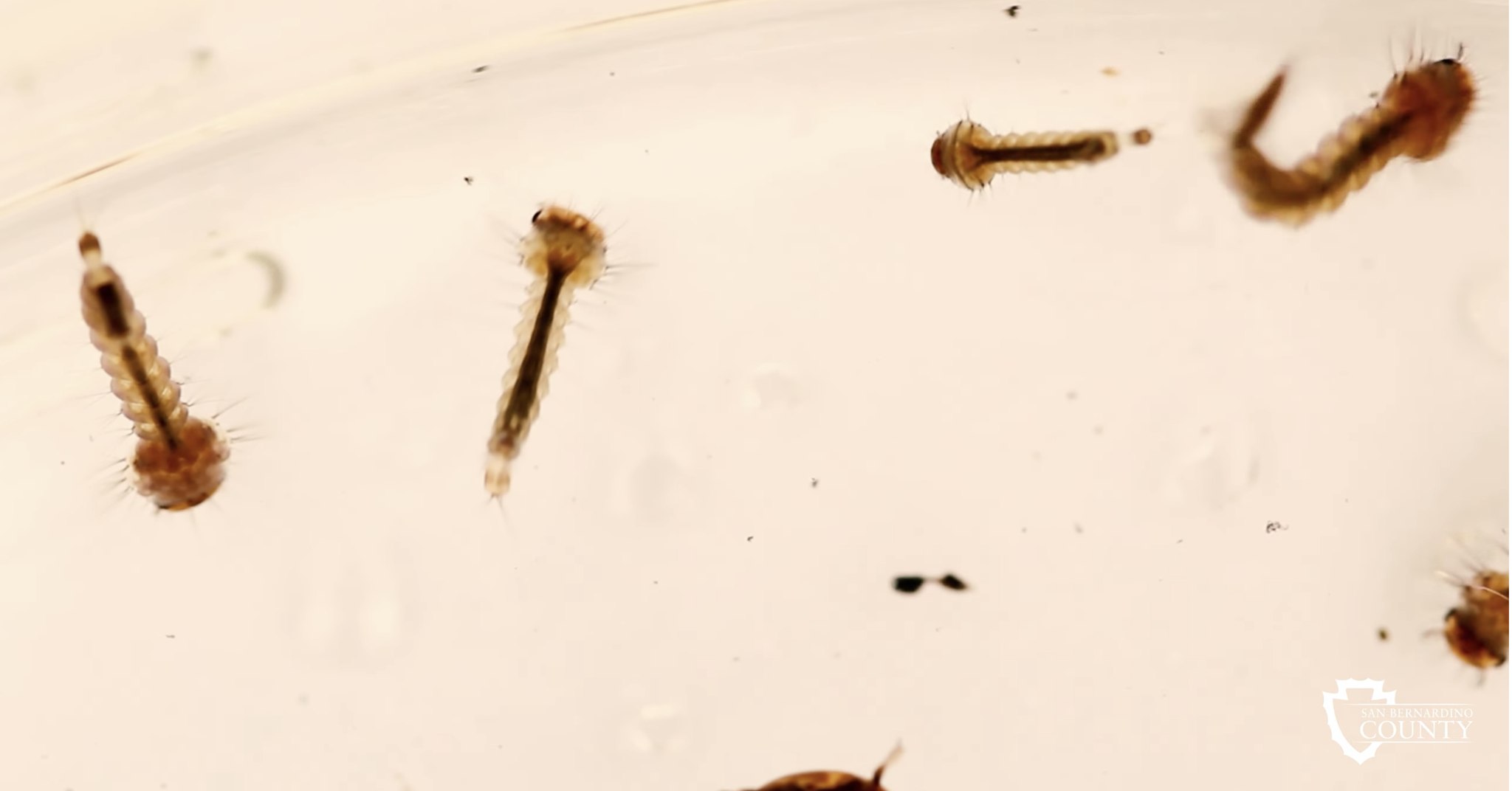 San - Mosquitoes are not just pesky insects; they also pose a ...