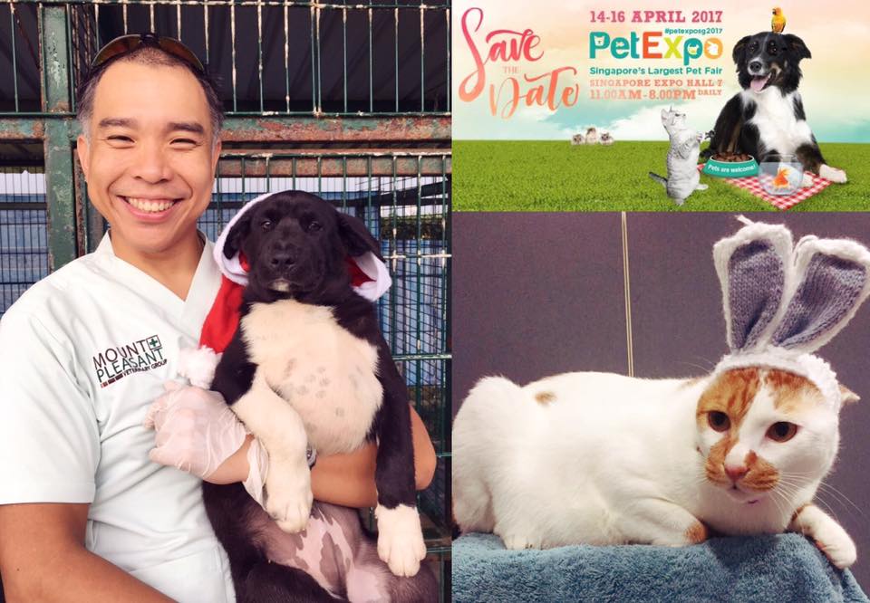 Mount Pleasant Veterinary Group Join Dr Eric Yeoh Mount Pleasant Changi At Pet Expo Singapore This Sat 15 April 3pm To 8pm For Free Pet Health Checks And Microchipping There Are