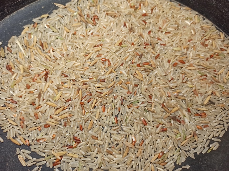 ข้าวหอมมะลิที่เก็บเกี่ยวช่วงนี้เริ่มท้ายๆ... - โรงสีไฟจิบตงสุรินทร์ ...