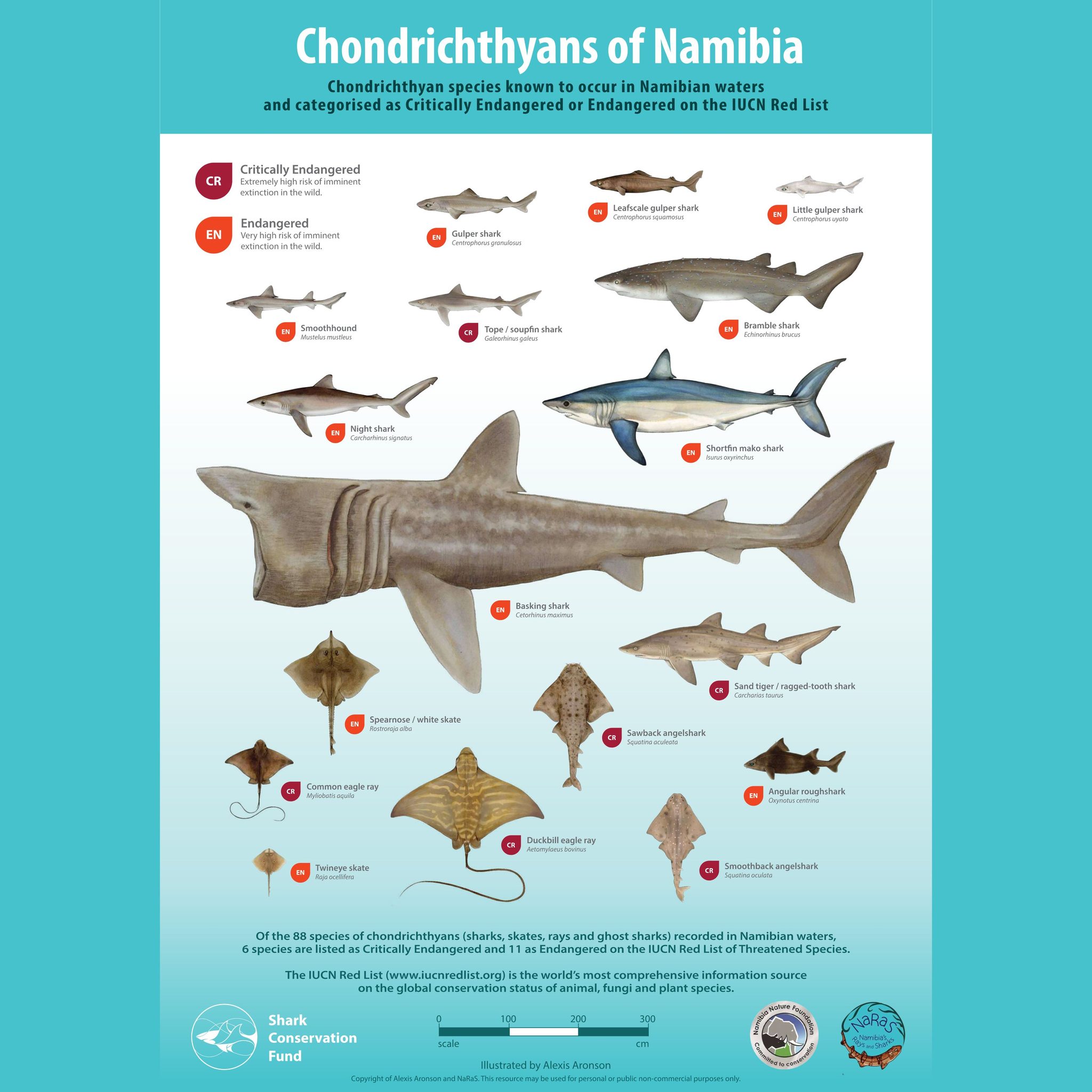 Namibia - Fun Fact: We have about 88 shark, skate, ray, and ghost shark ...
