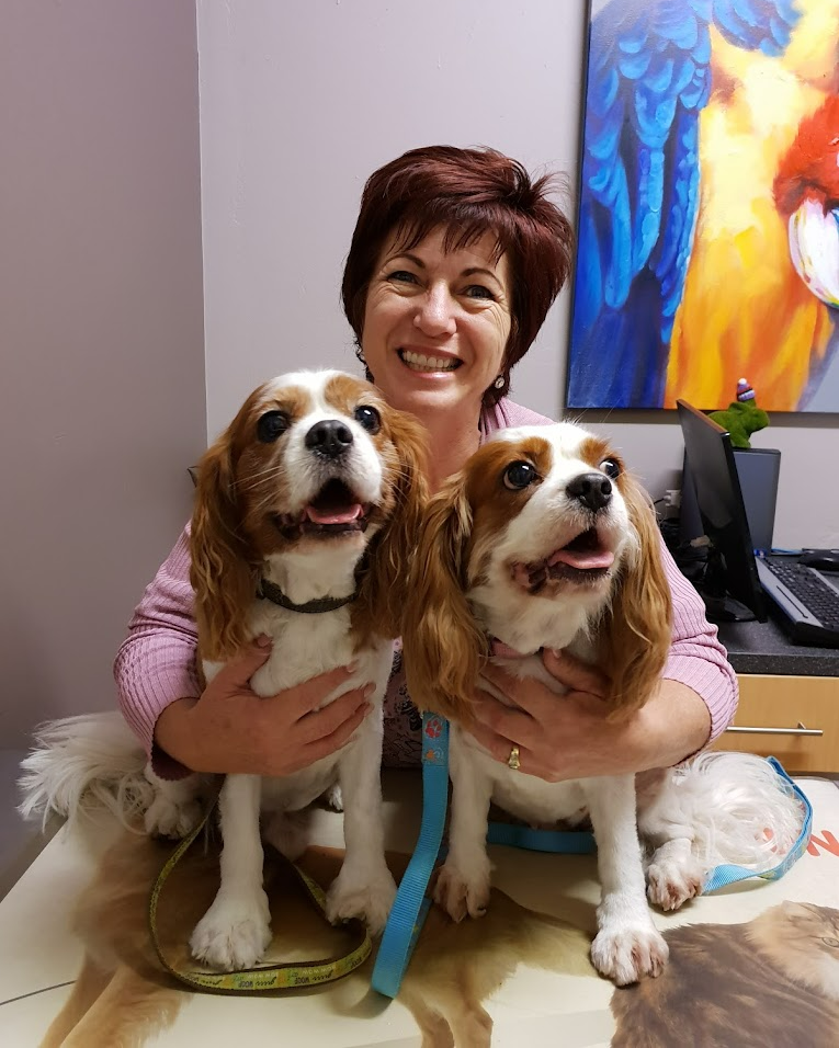 Hilton Vet Hospital Home