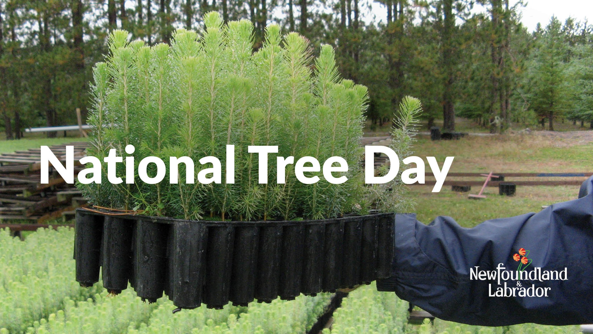 Government - 🌲 Today is #NationalTreeDay! @FFA_GovNL is supporting tree ...