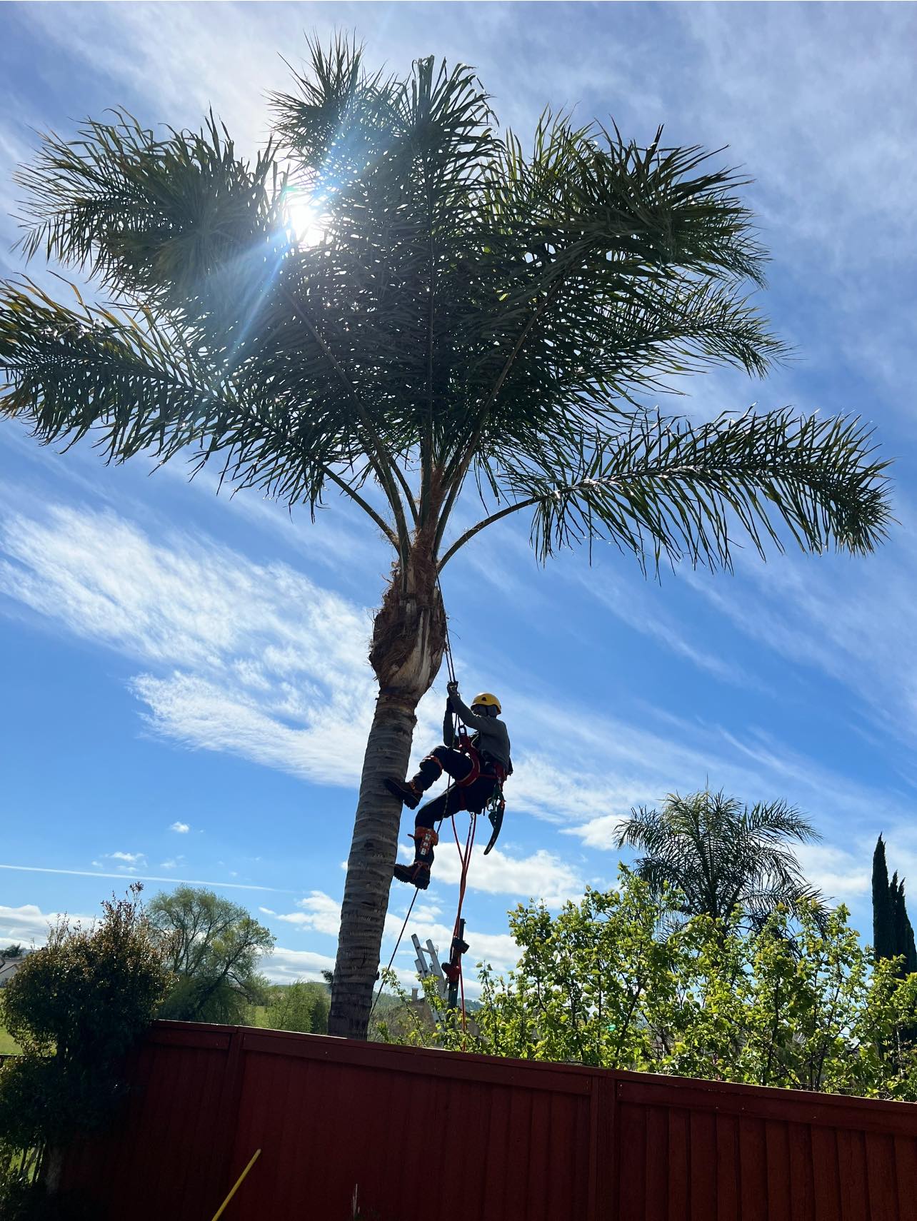 CCL Trees Services | Oakley CA