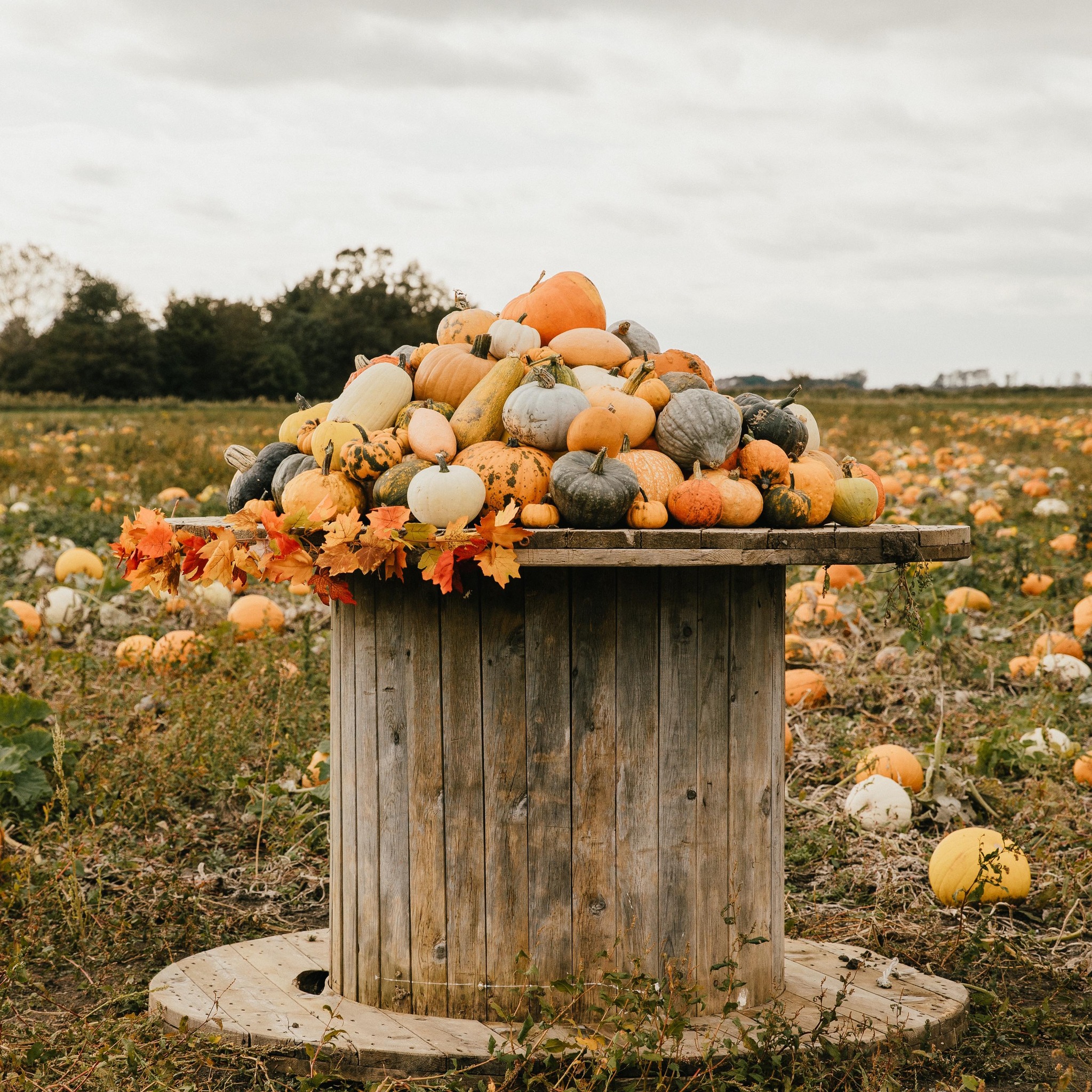 🎃 Pumpkin Picking at... - Pumpkins At Freshfields | Facebook