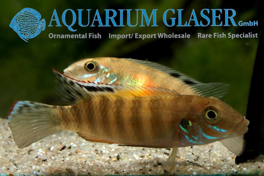 #Wallaceochromis #signatus Prior... - Aquarium Glaser GmbH