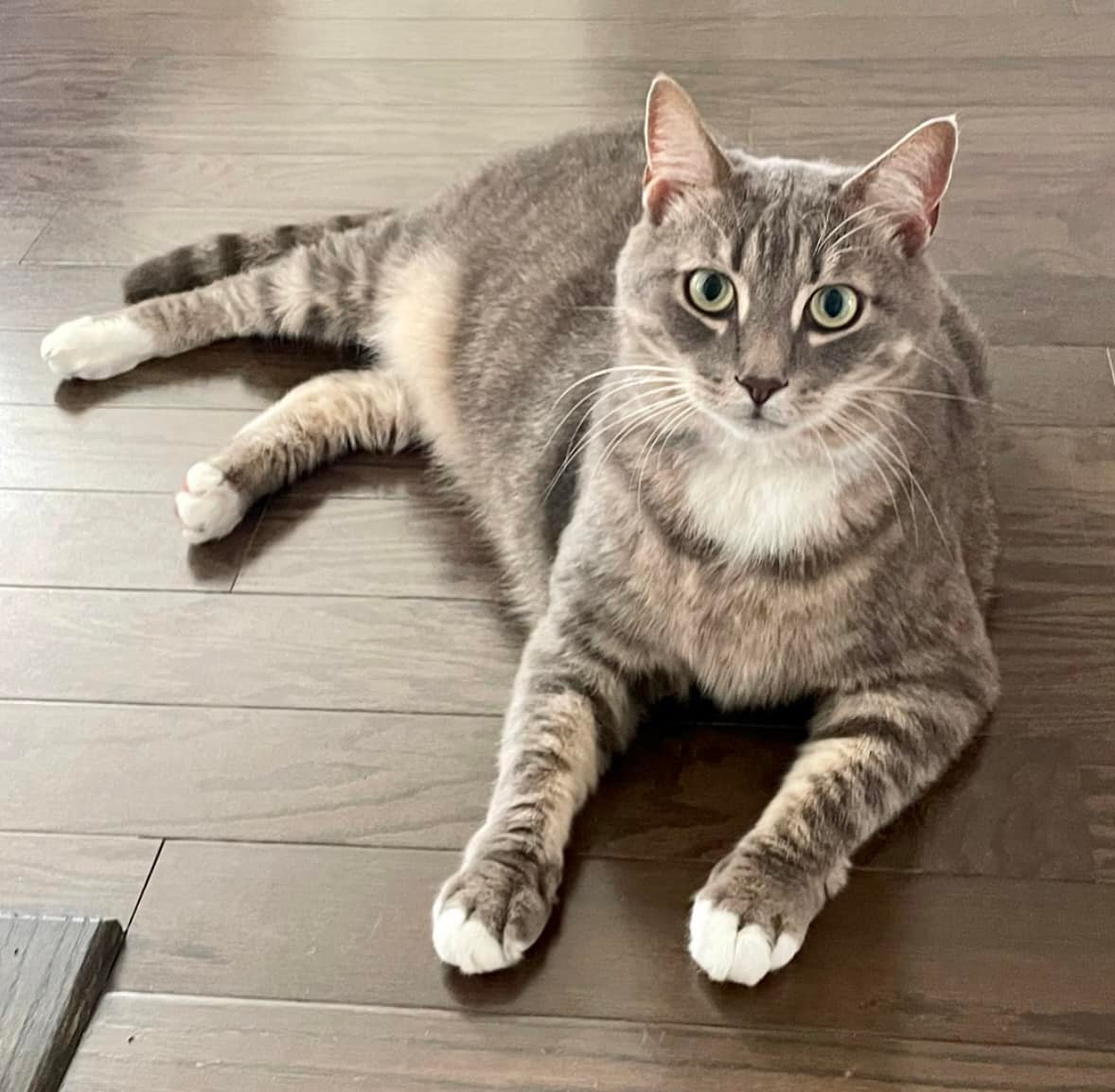 This big, lovable hunk is Biff. 😸... - Meow House Cat Rescue | Facebook