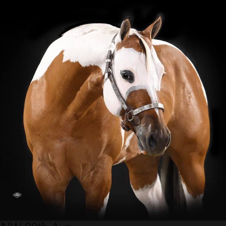 RESERVE NATIONAL... - Whittington Equine Marketing Group | Facebook