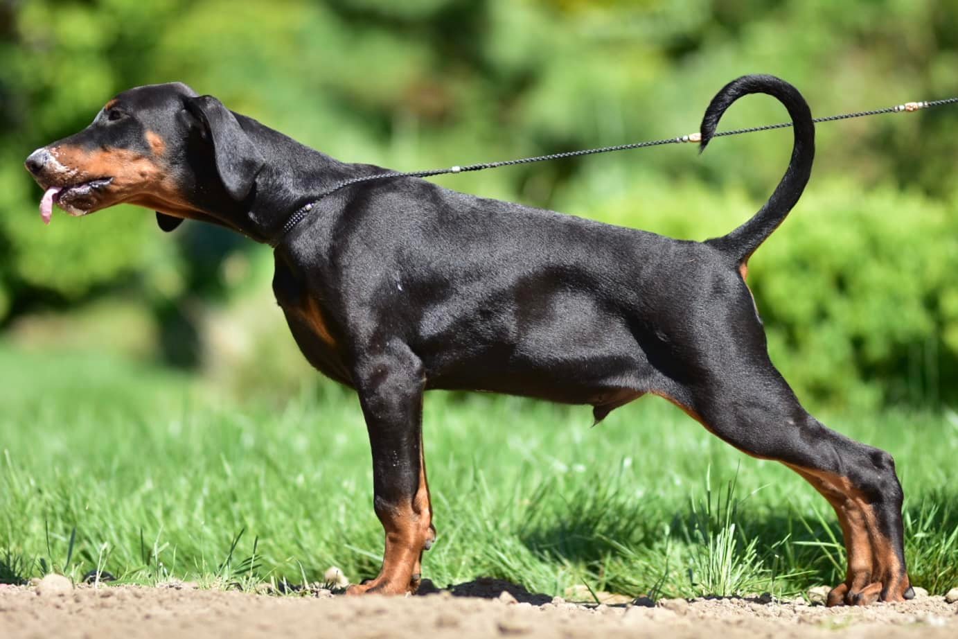 Tira Vento Dobermanns and Zwergpinschers (@tiraventodobermanns 