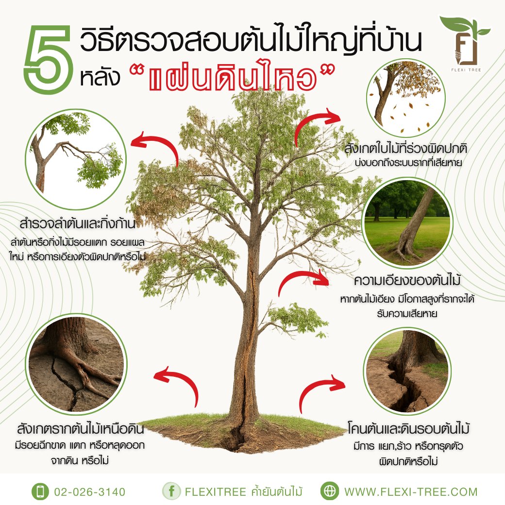 FlexiTree ค้ำยันต้นไม้ | Samut Prakan