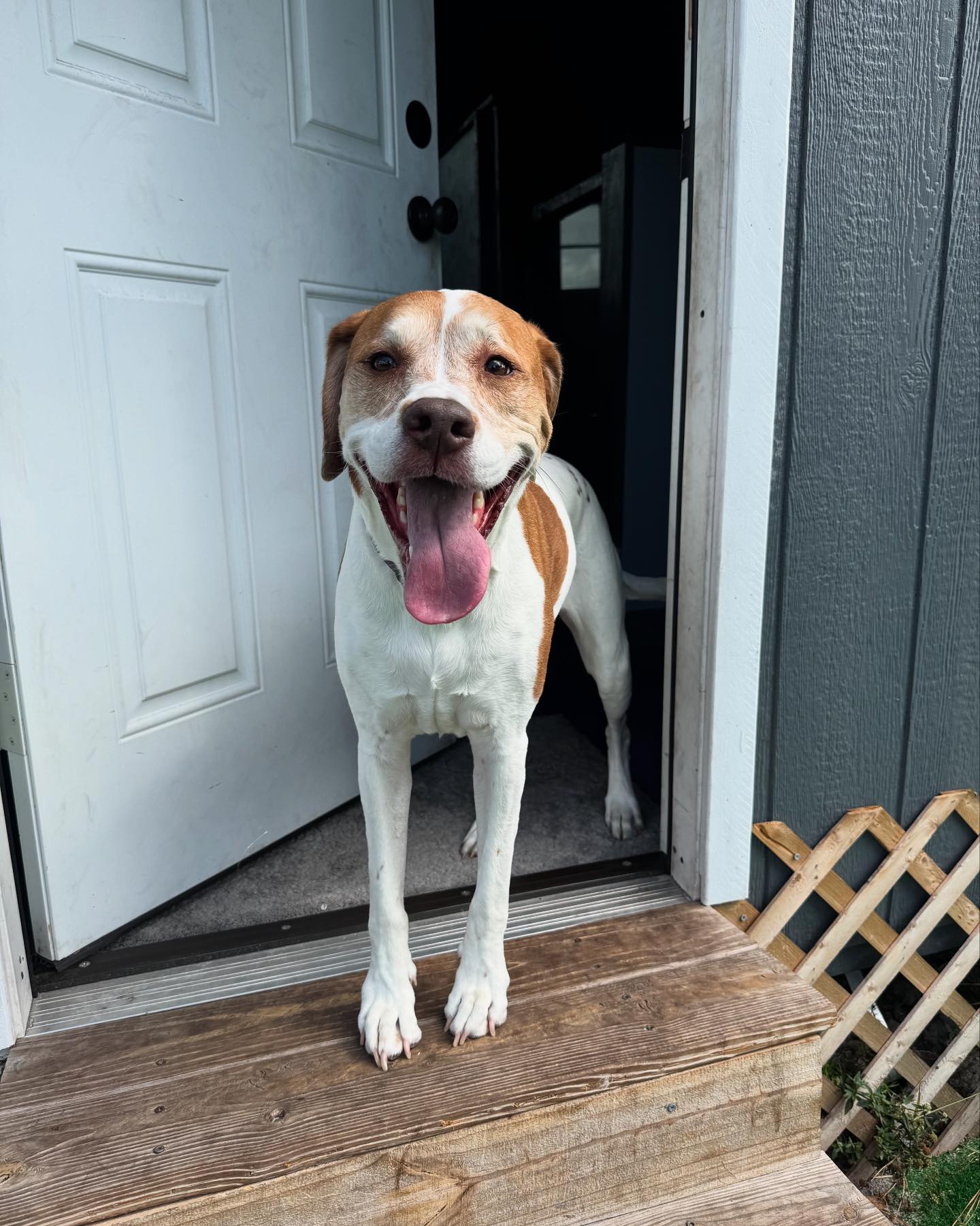 Five Acre Danes - Harley is here for her first stay... | Facebook