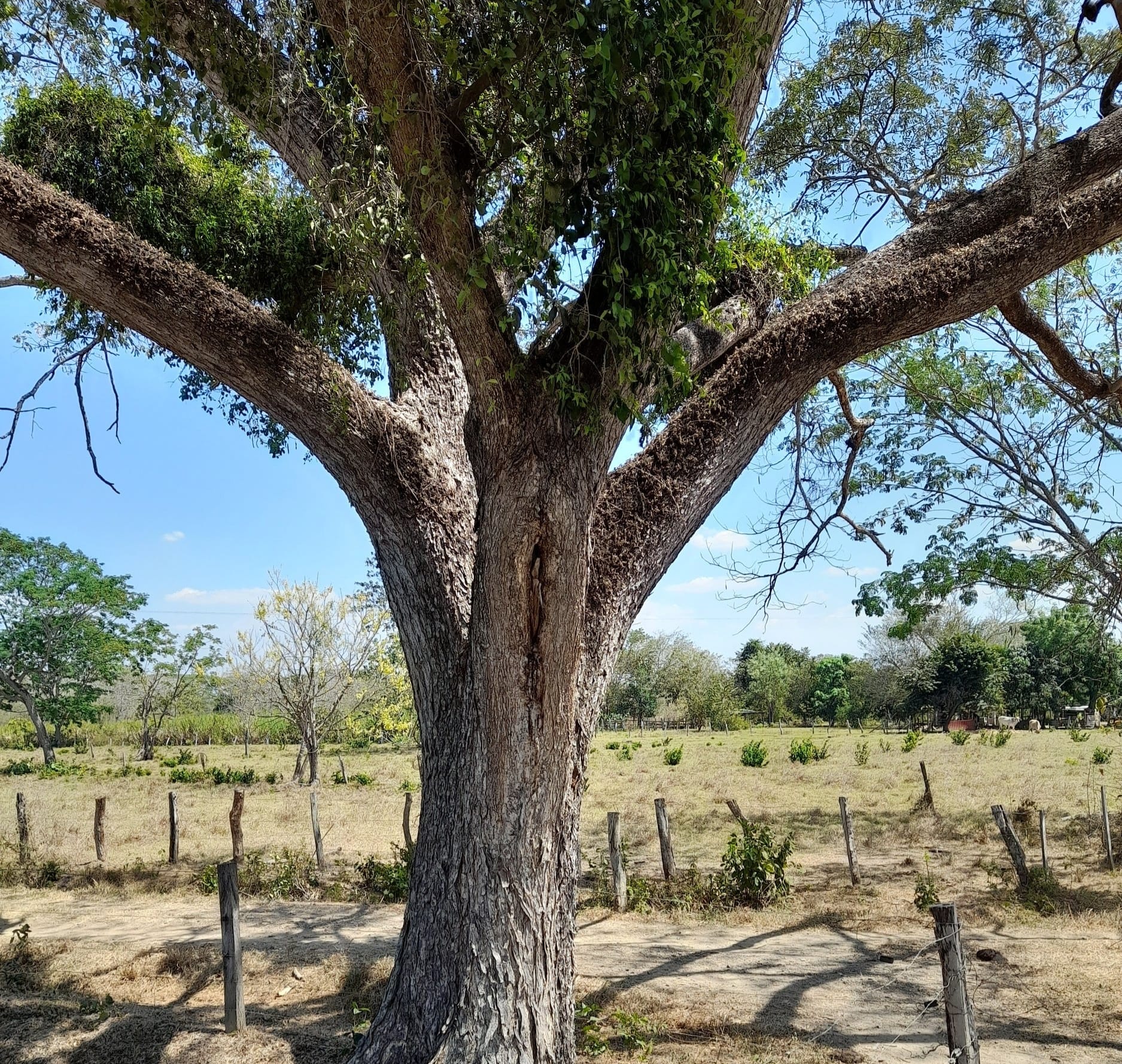Guanarito - Alguien ve algo raro en esta foto o soy yo? La...