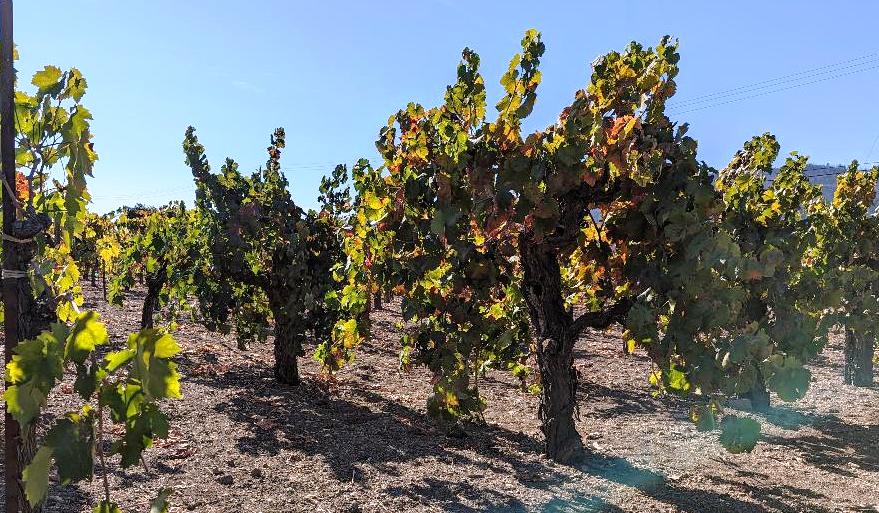 Frediani Vineyards | Calistoga CA