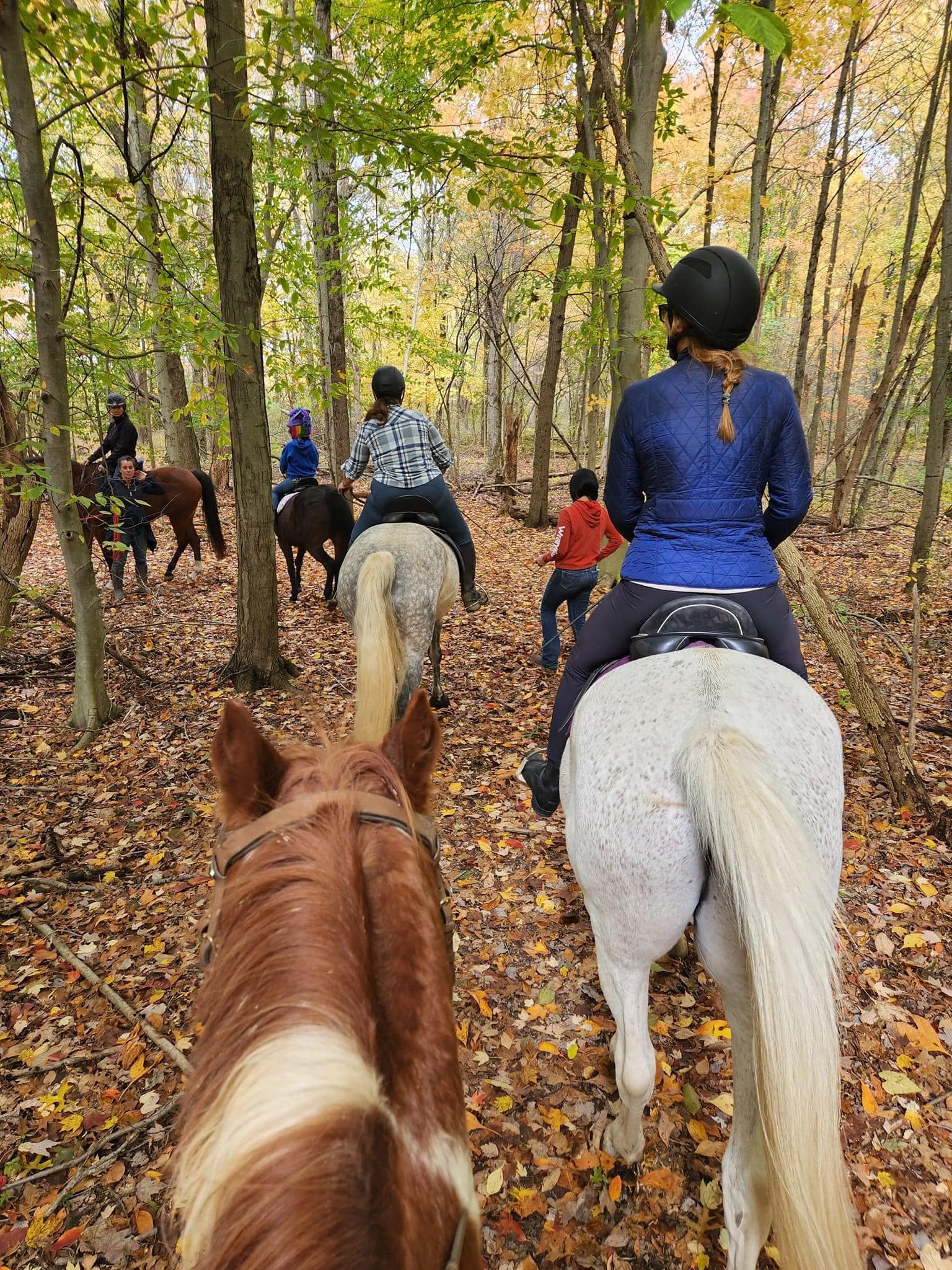 Masterfare Equestrian Center | Johnstown OH