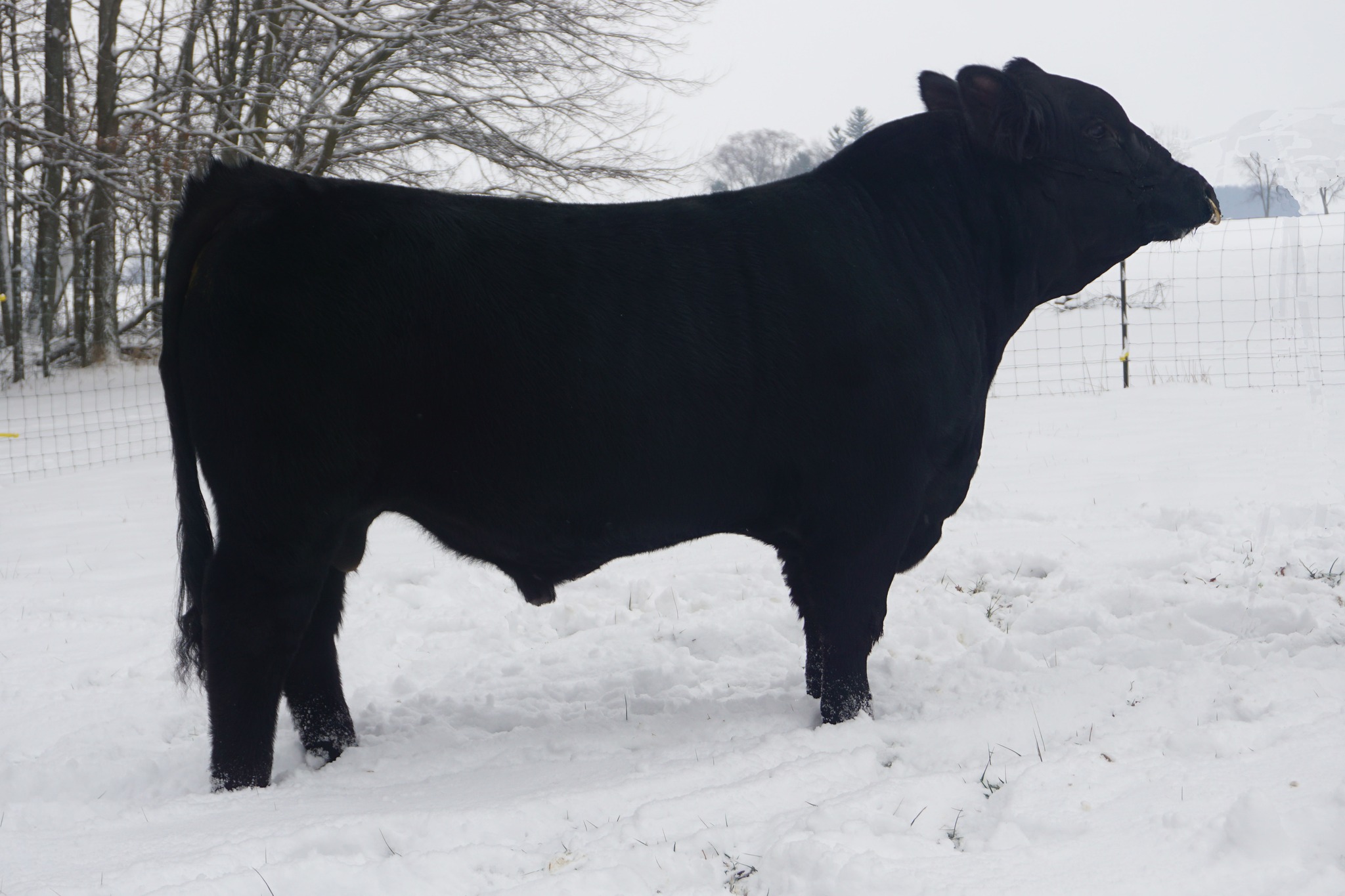 Ohio Beef Expo 2025 Entries We're... - Ruffing Family Farms | Facebook