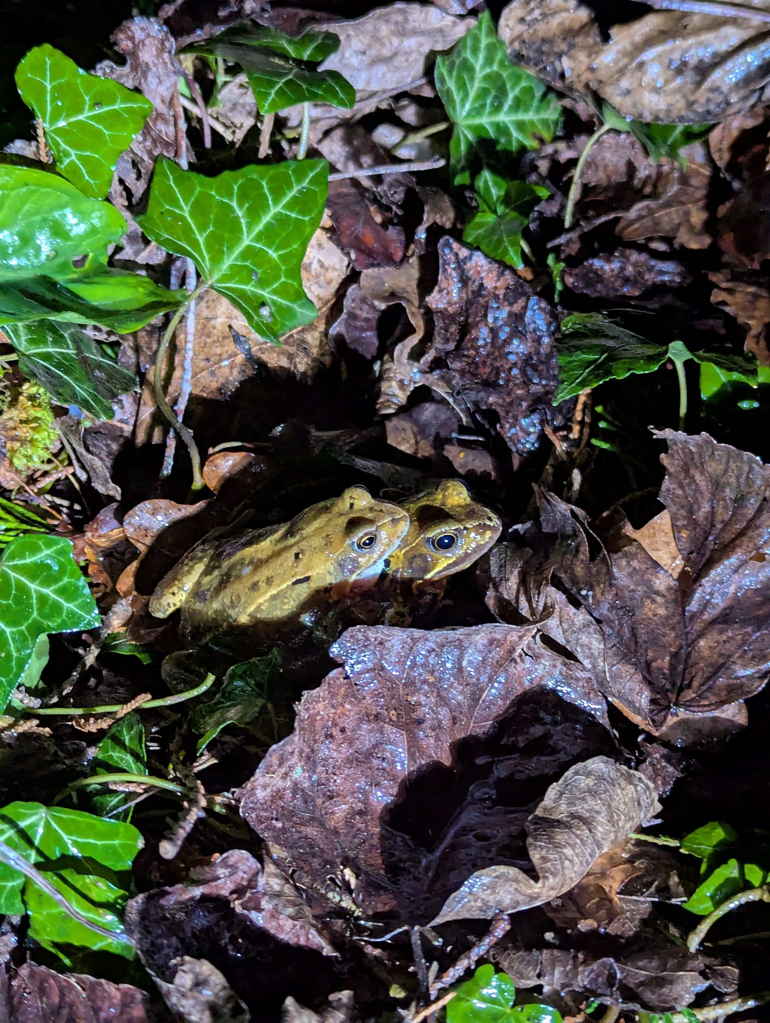 Toad Rescue - Charlcombe, Bath