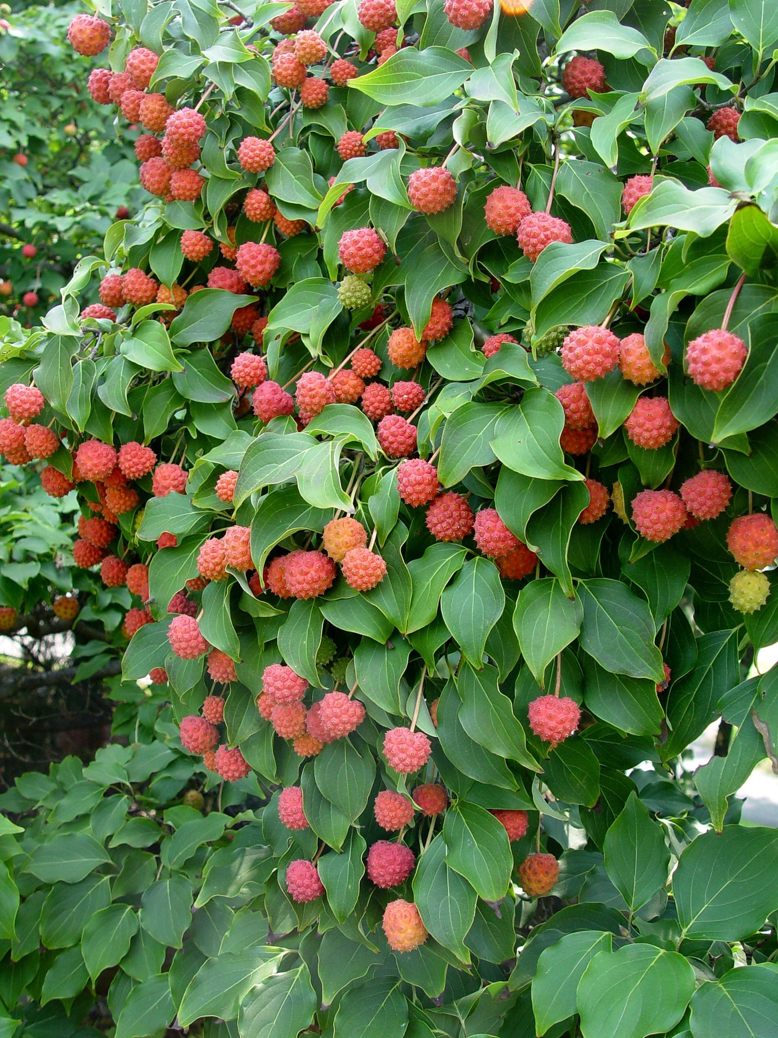 Kousa Dogwood Trees - Plants & Seedlings | Facebook Marketplace | Facebook