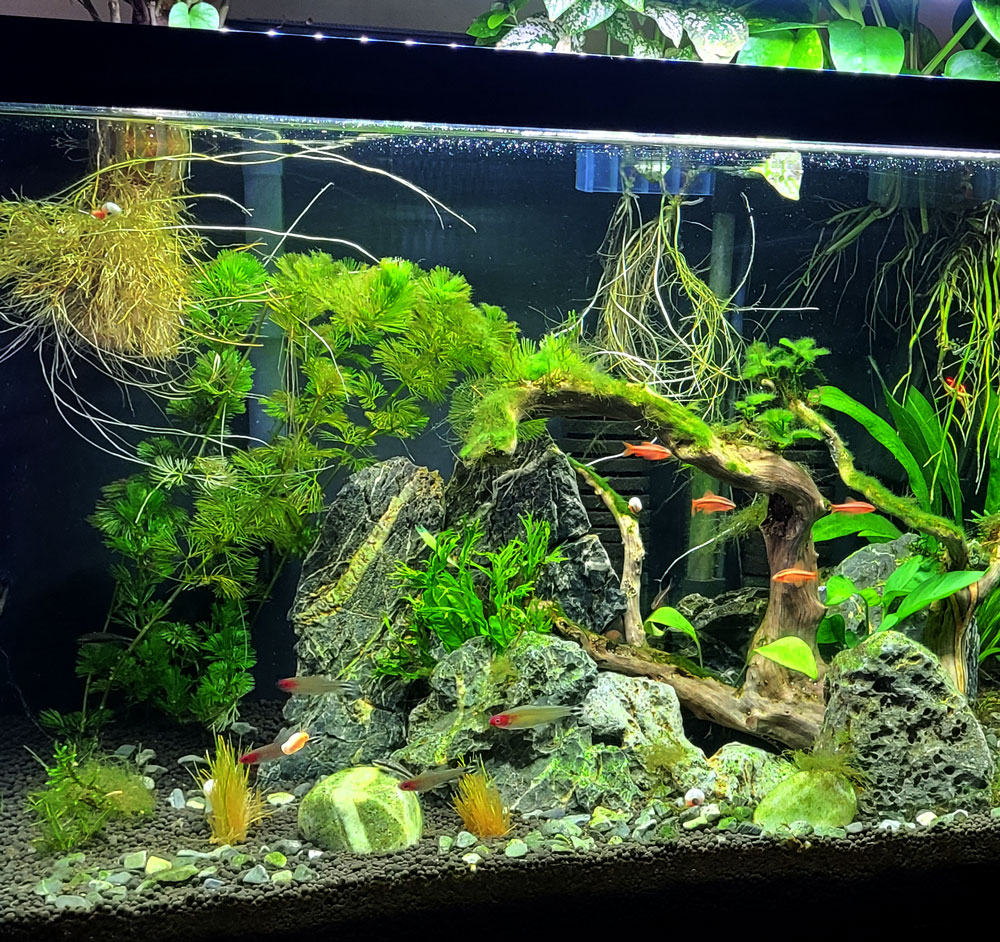 easiest live fish food culture site www.plantedtank.net GREAT START for a planted tank