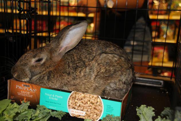 New Jersey House Rabbit Society - FUR FRIENDS IN NEED, AN ANIMAL RESCUE ...