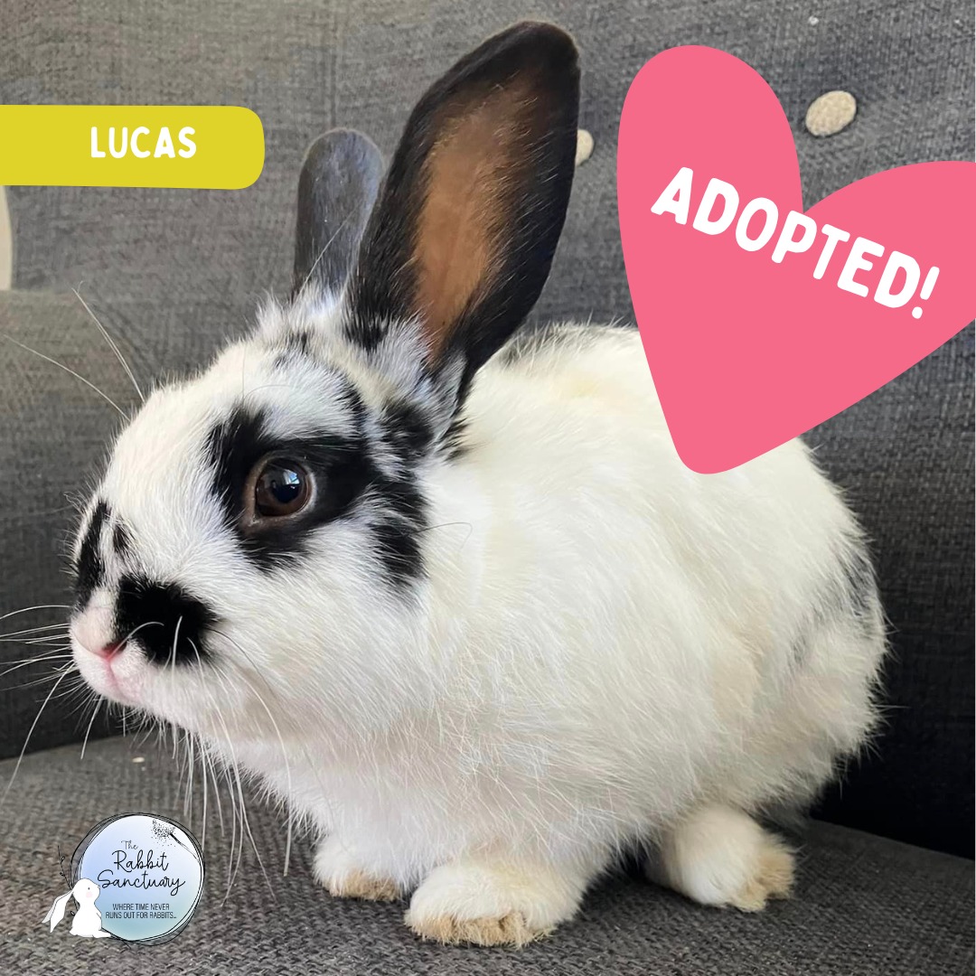 🌟🌟🌟 LUCAS TO BRING LIGHT TO A NEW... - The Rabbit Sanctuary | Facebook
