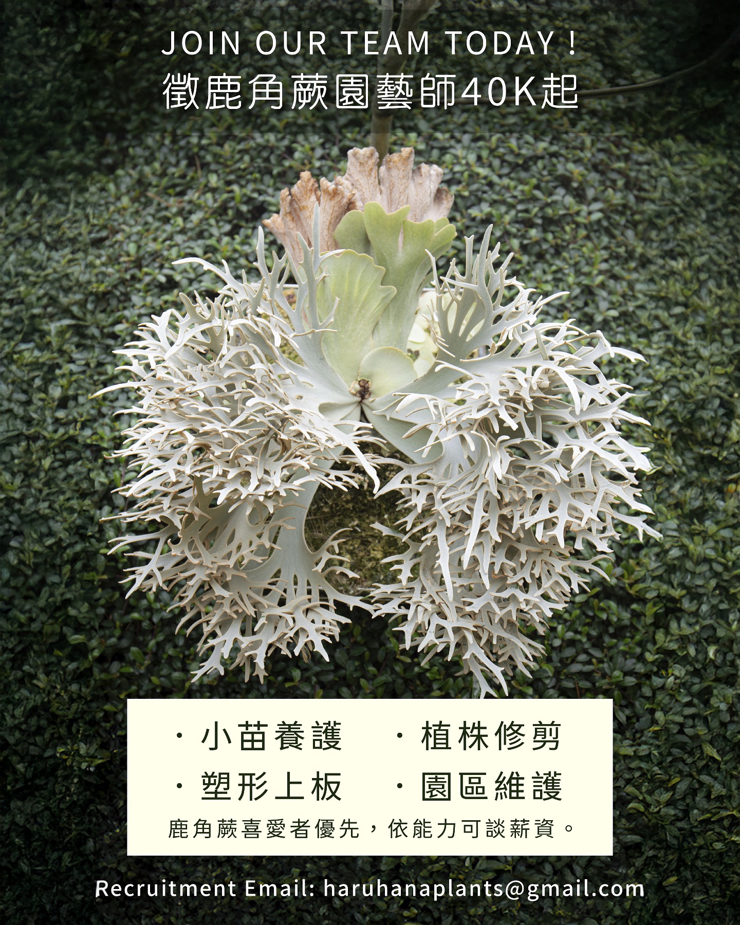 晴花鹿苑 - 晴花鹿苑來徵才啦！ 我們正在尋找一位 鹿角蕨園藝師，與我們一起打造最美的綠意空間！🌿... | Facebook
