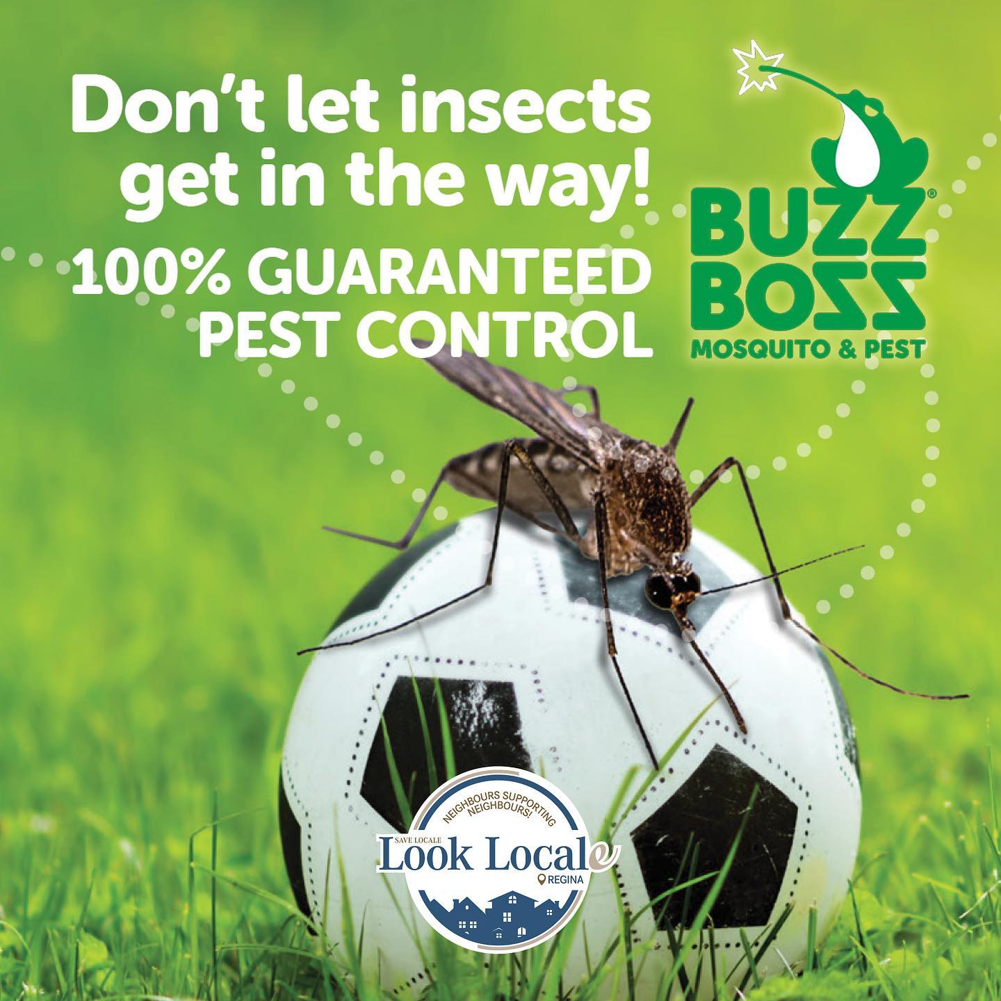 🦟 Buzz Boss Are pests ruining your... - Look Locale Regina