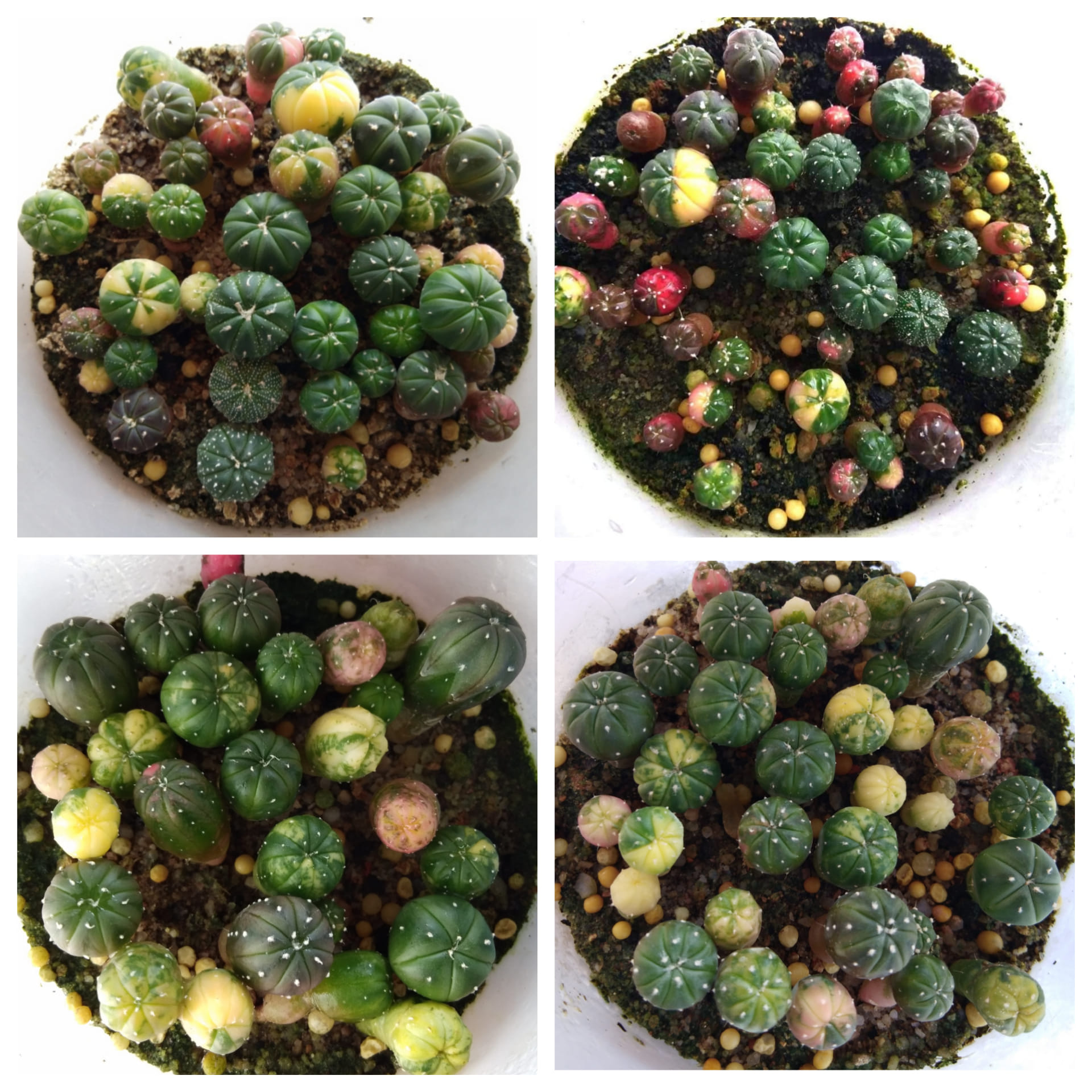 🌈 Lophophora williamsii cristata乌羽玉缀化