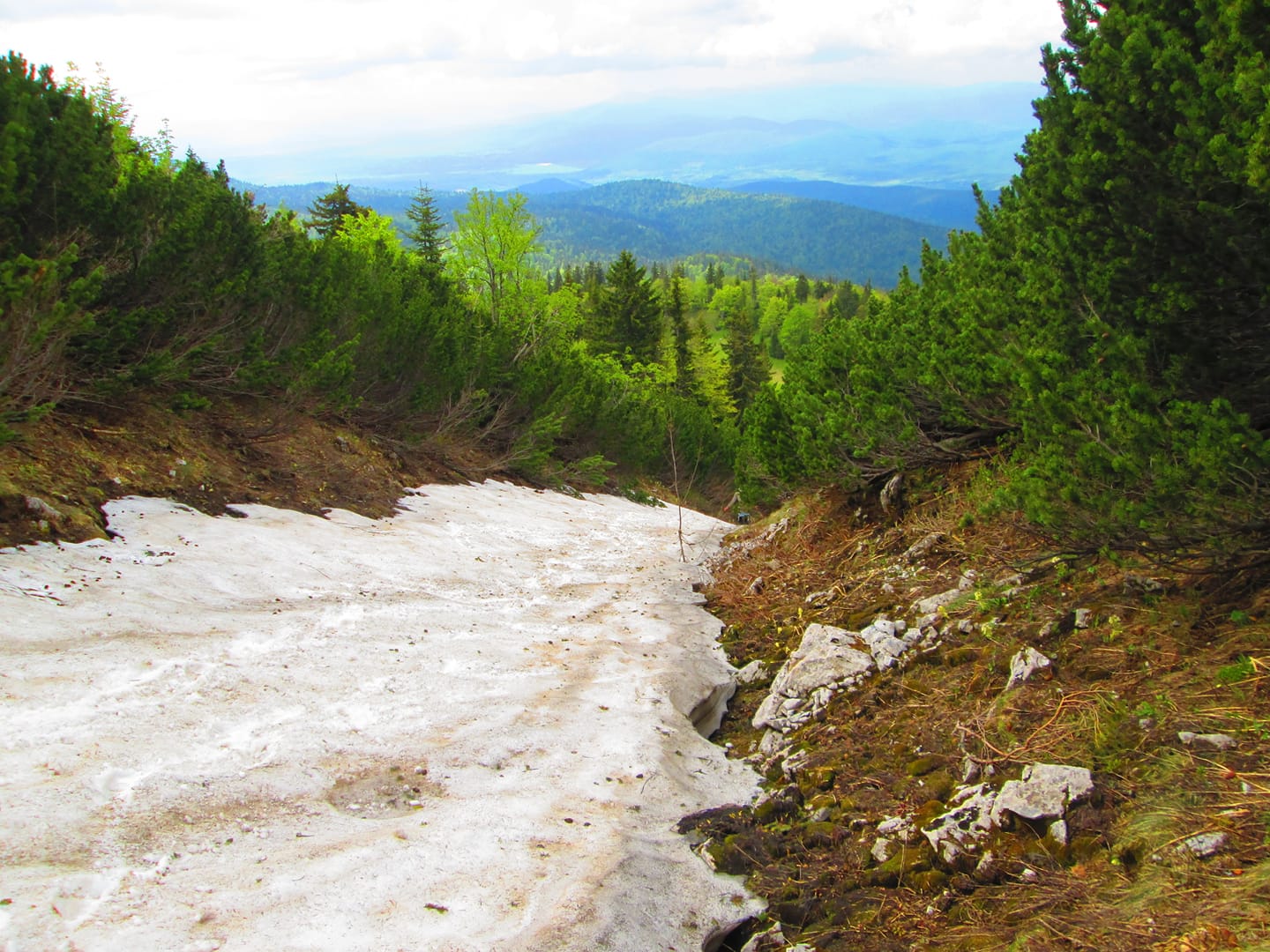 Priroda i Šumarstvo - Nature and Forestry - Неко се постидео пред ...
