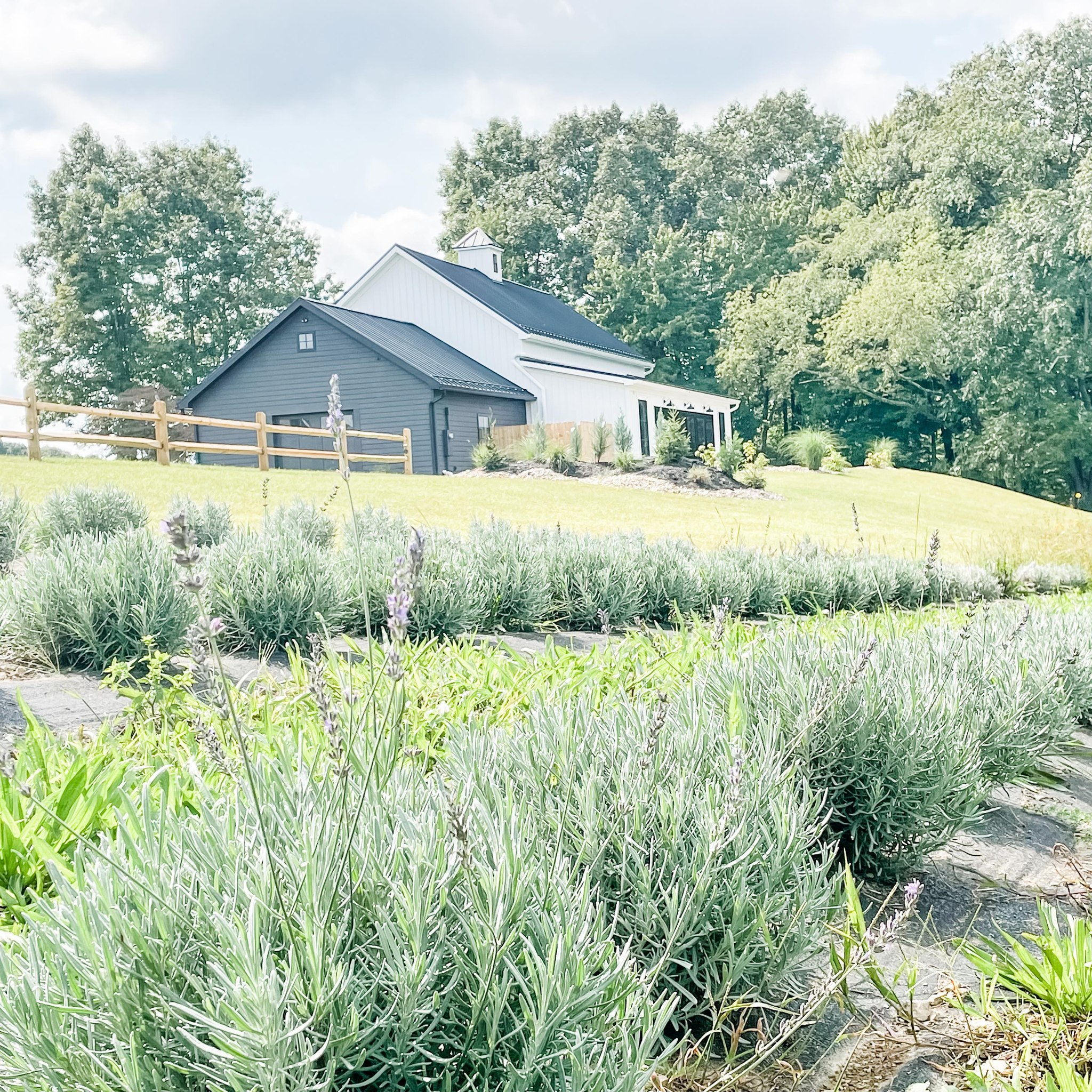 Lavender Ridge Farm added a new... - Lavender Ridge Farm
