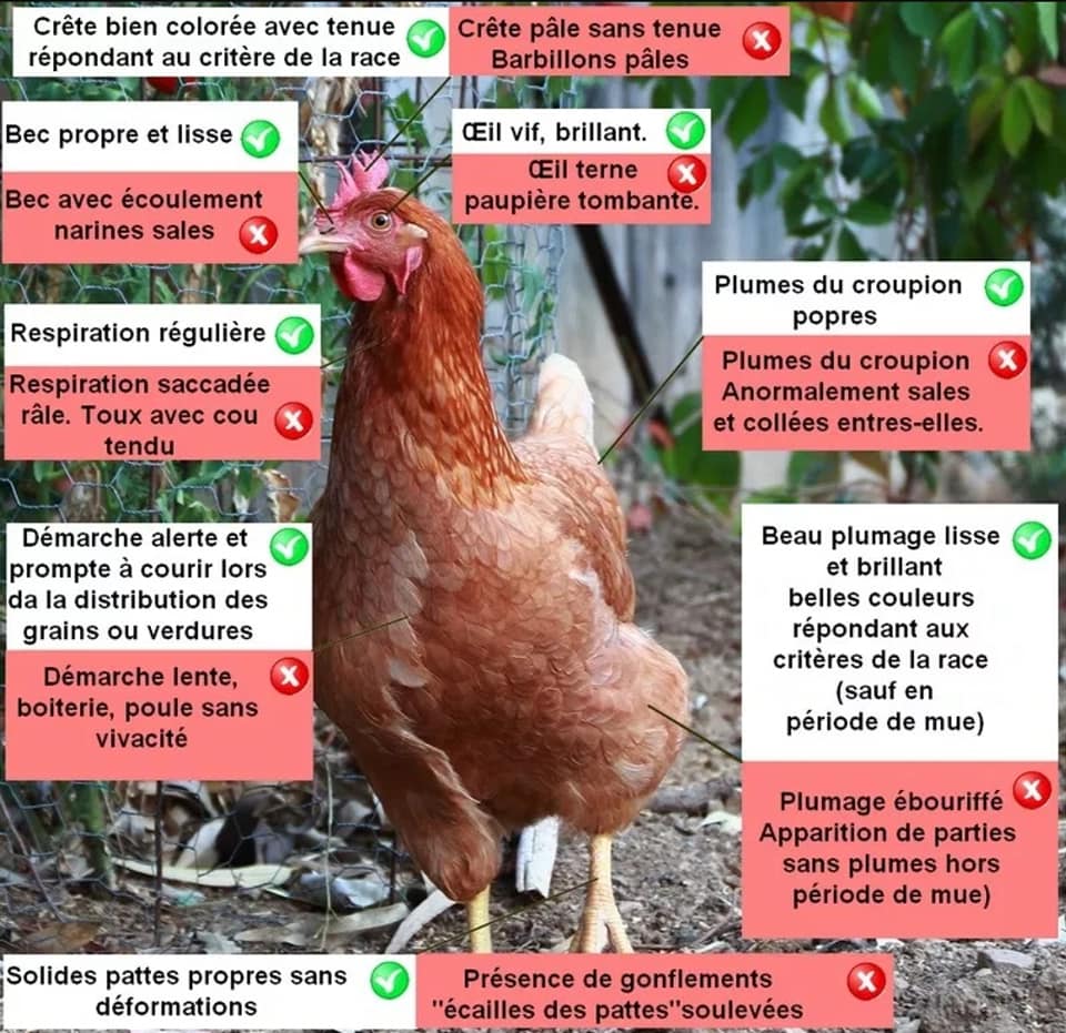 Comment Reconnaitre Une Poule D Un Coq