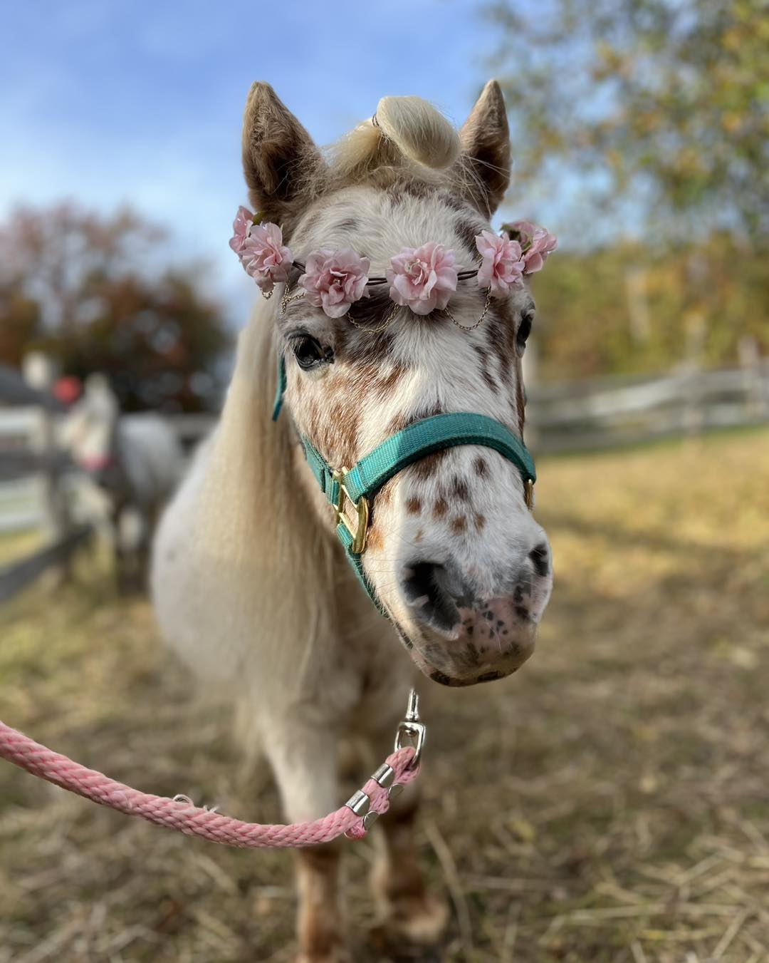 🦄 Pony ride announcement! 🦄... - Beloved Miniature Horses | Facebook