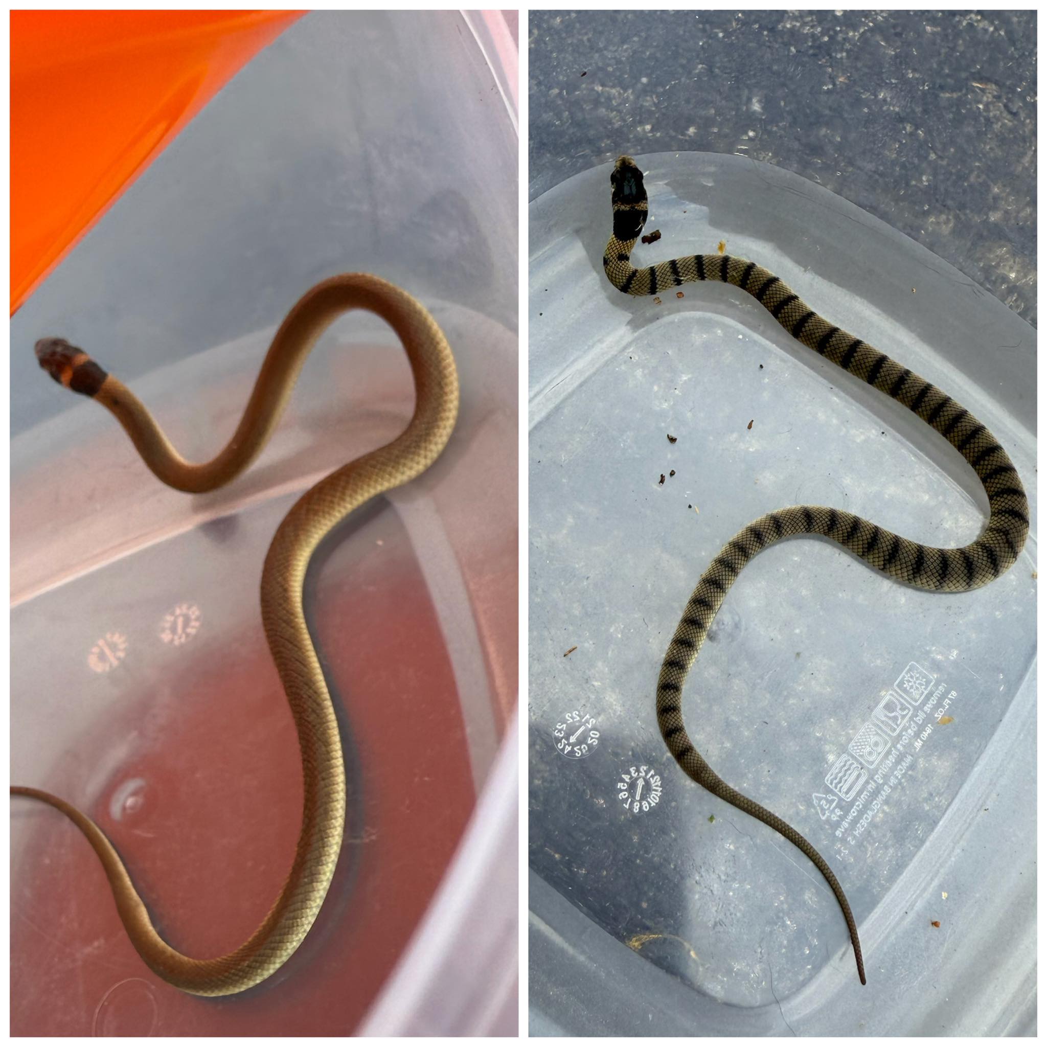 Wild - Both of these are juvenile eastern brown snakes. The one on the ...