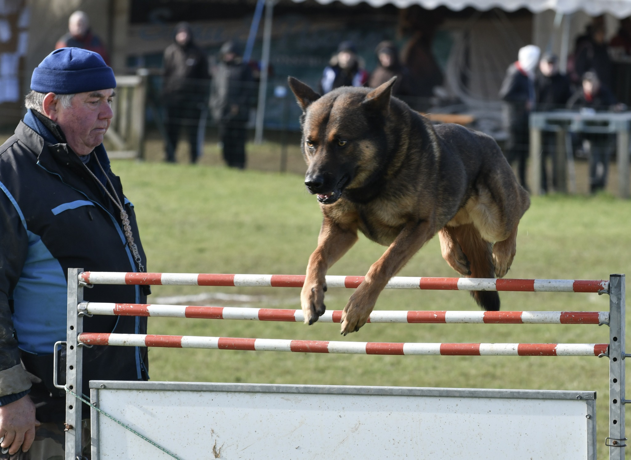 Bodilis Sports Canins | Bodilis