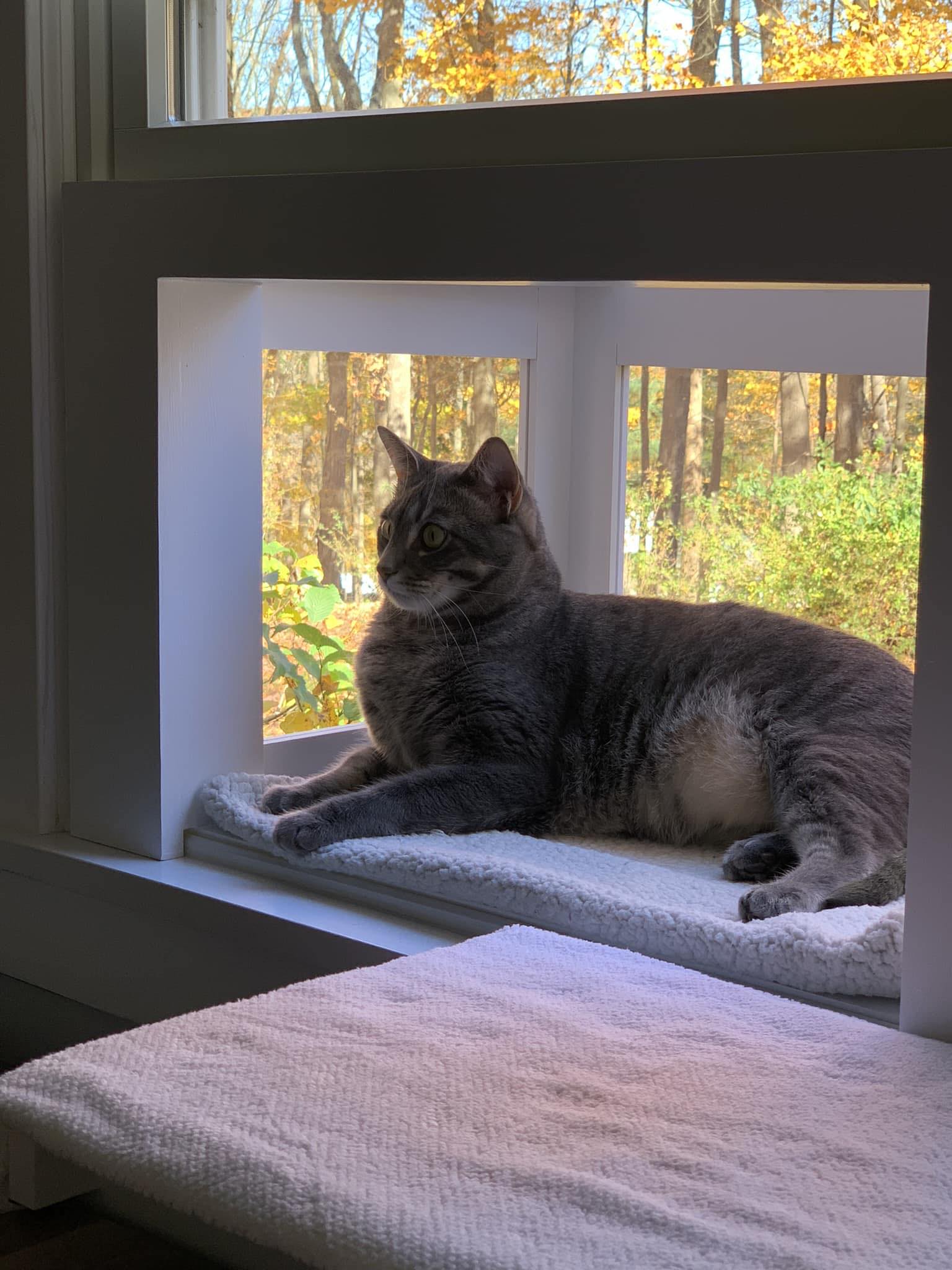 Pet Window Box | Millsboro DE
