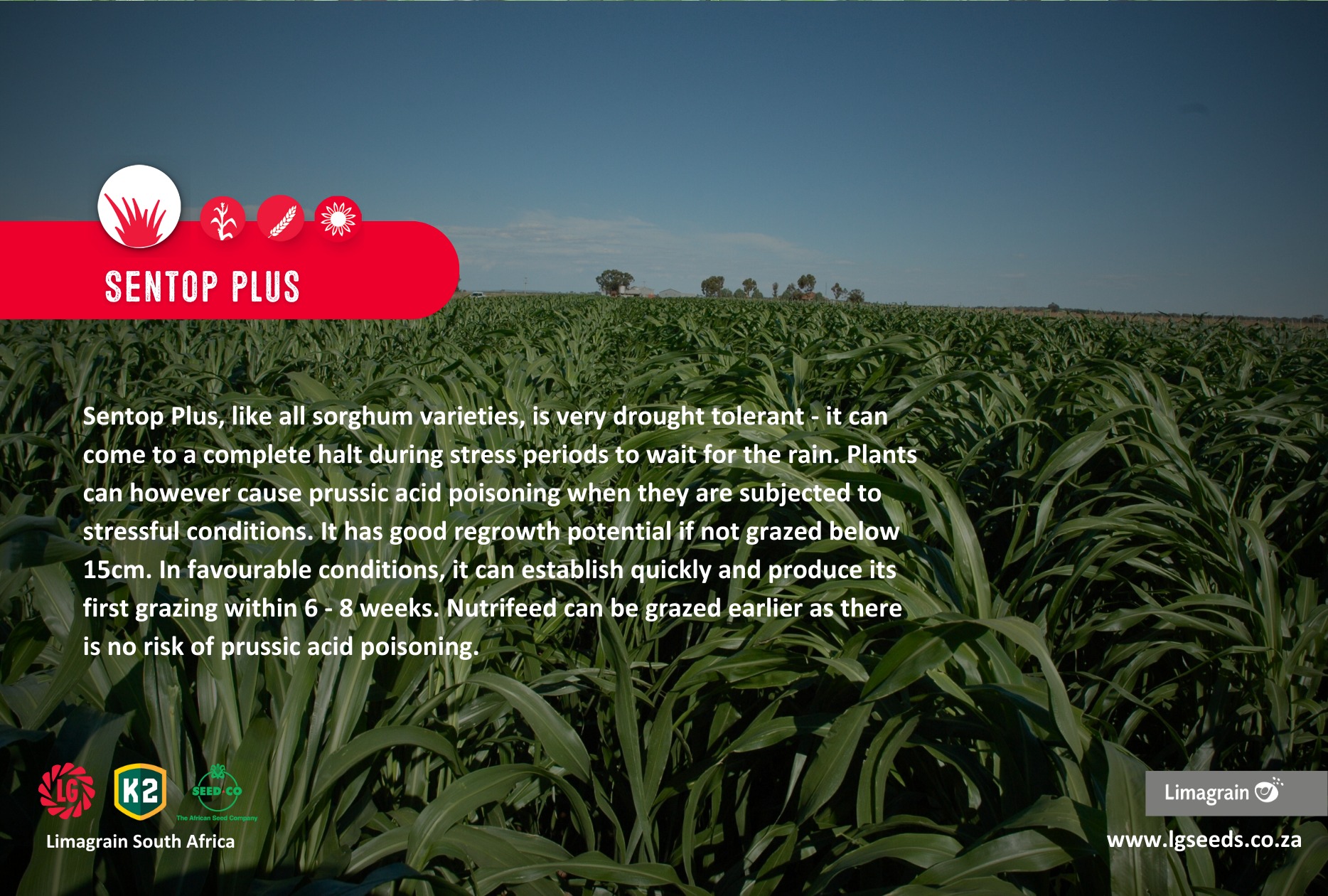 Meet Sentop Plus: The... - Limagrain Field Seeds South Africa | Facebook