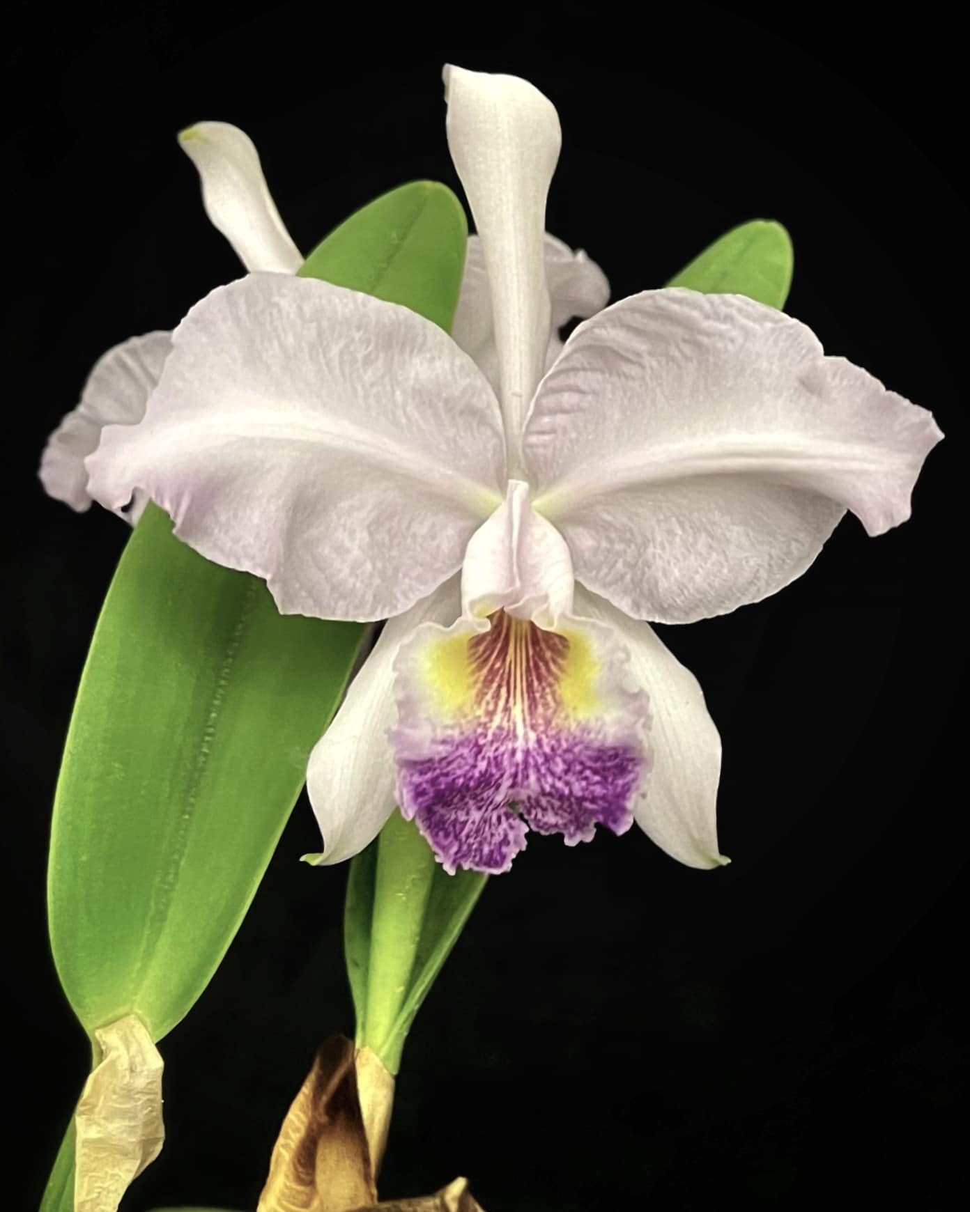 C.Lueddemanniana coerulea Venosa