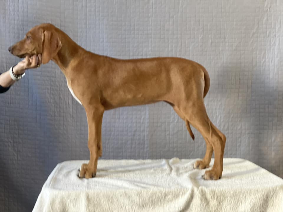Regalcrown Rhodesian Ridgebacks