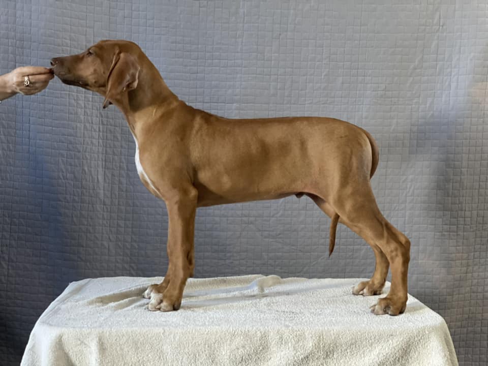 Regalcrown Rhodesian Ridgebacks