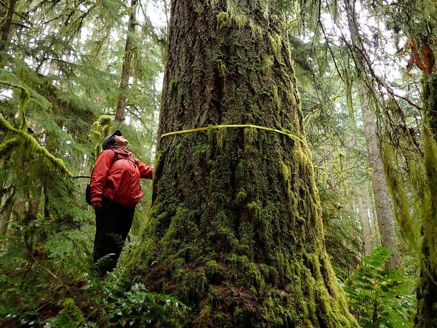 Legacy Forest Defense Coalition