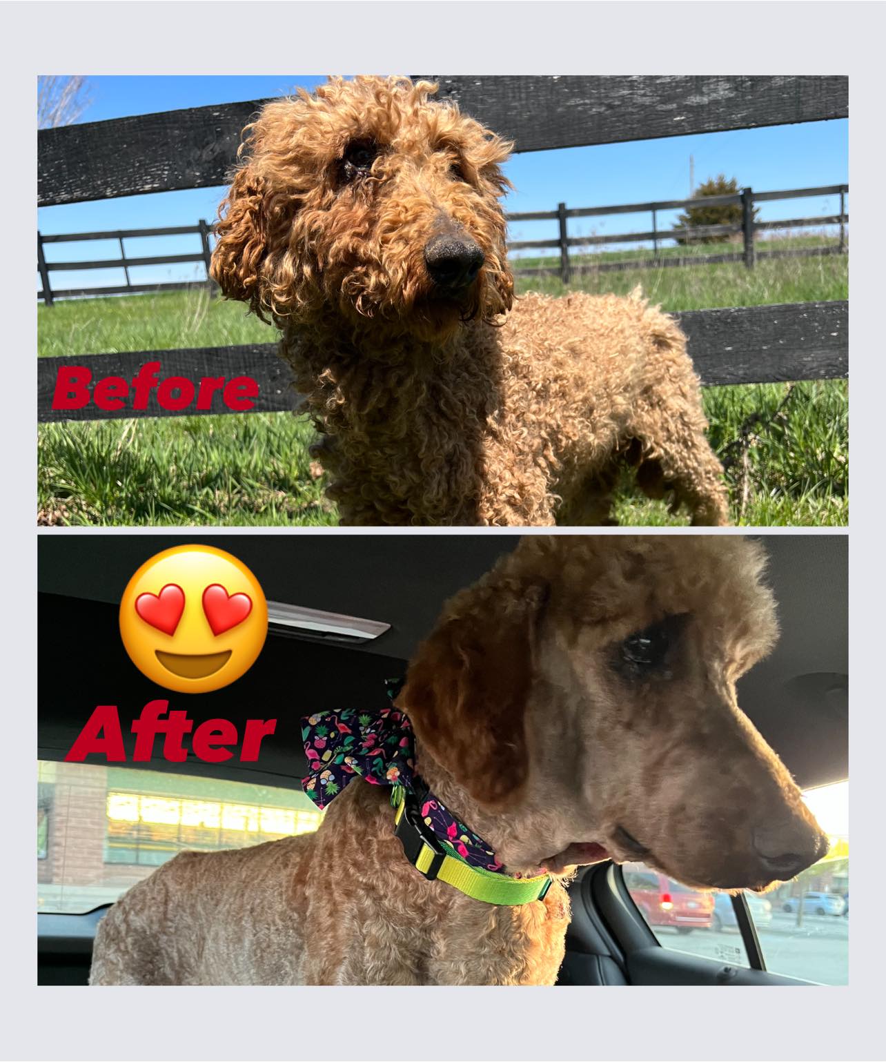 Jasper got a makeover and he’s... - Helping Paws Rescue | Facebook