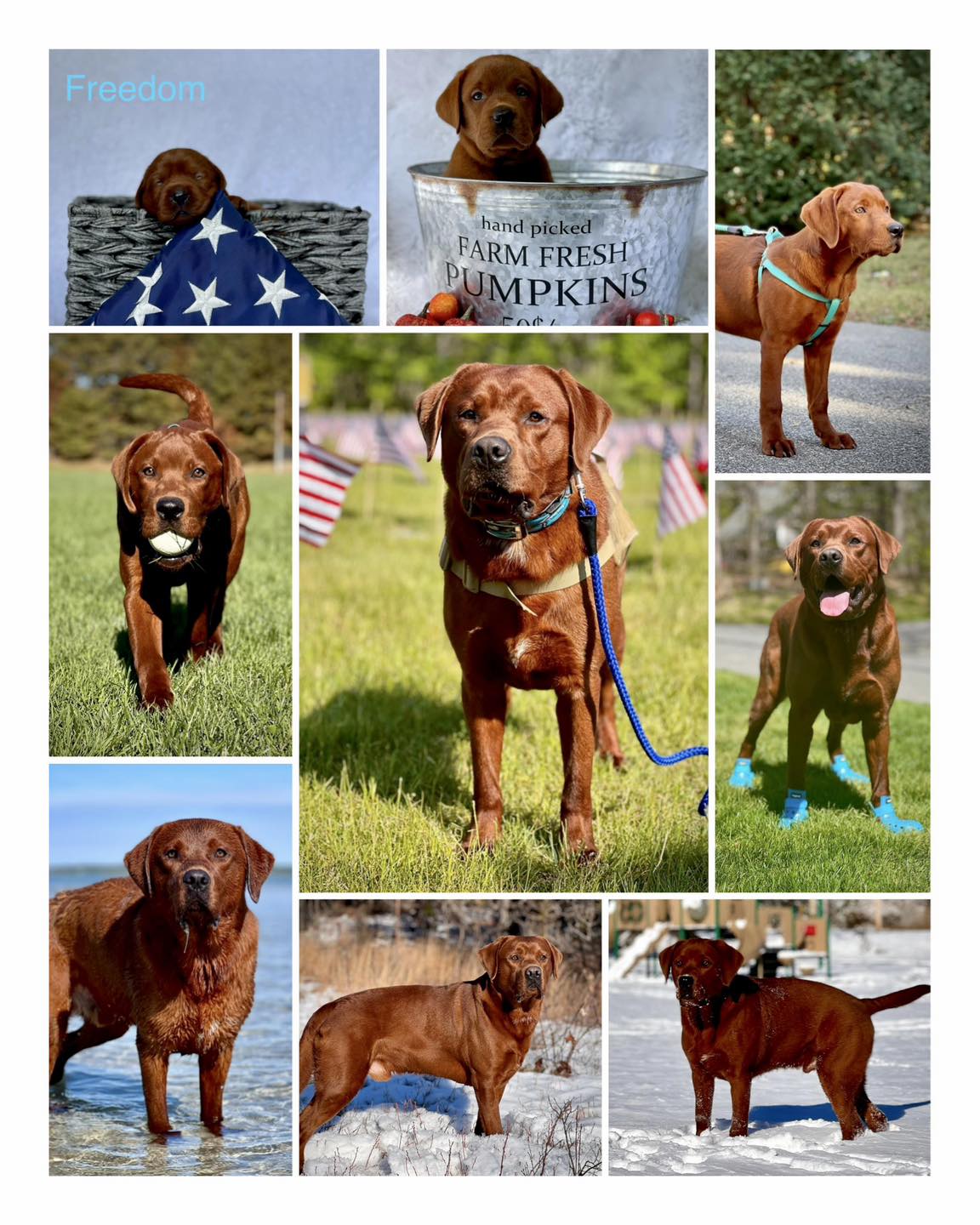 Happy 2nd Birthday to my main man, my... - Freedom Labradors