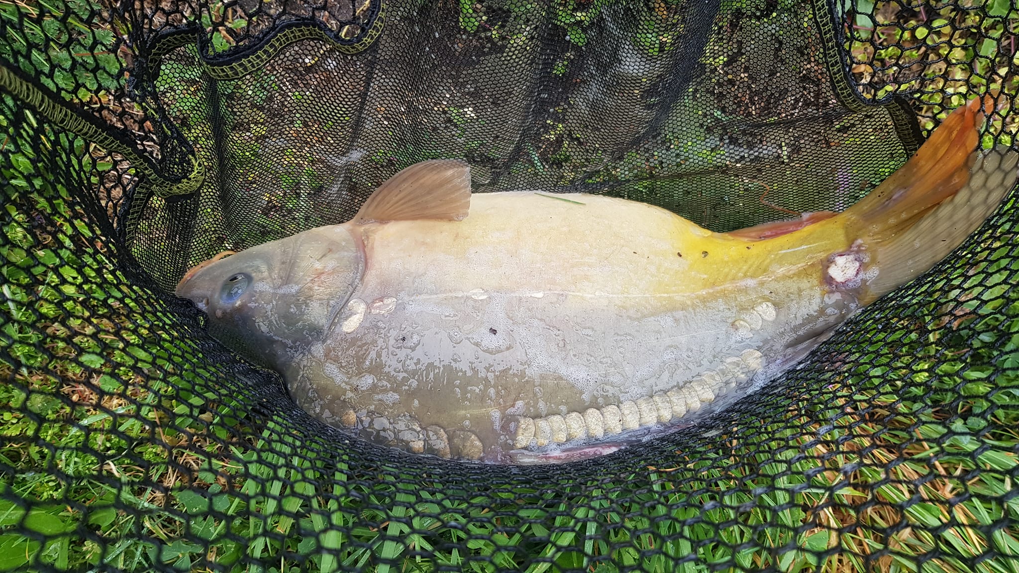deep sea tuna fishing pole 80/130 XXL left hand reel the mid section gradually Color:Carbon Black Overveiw of Making A
