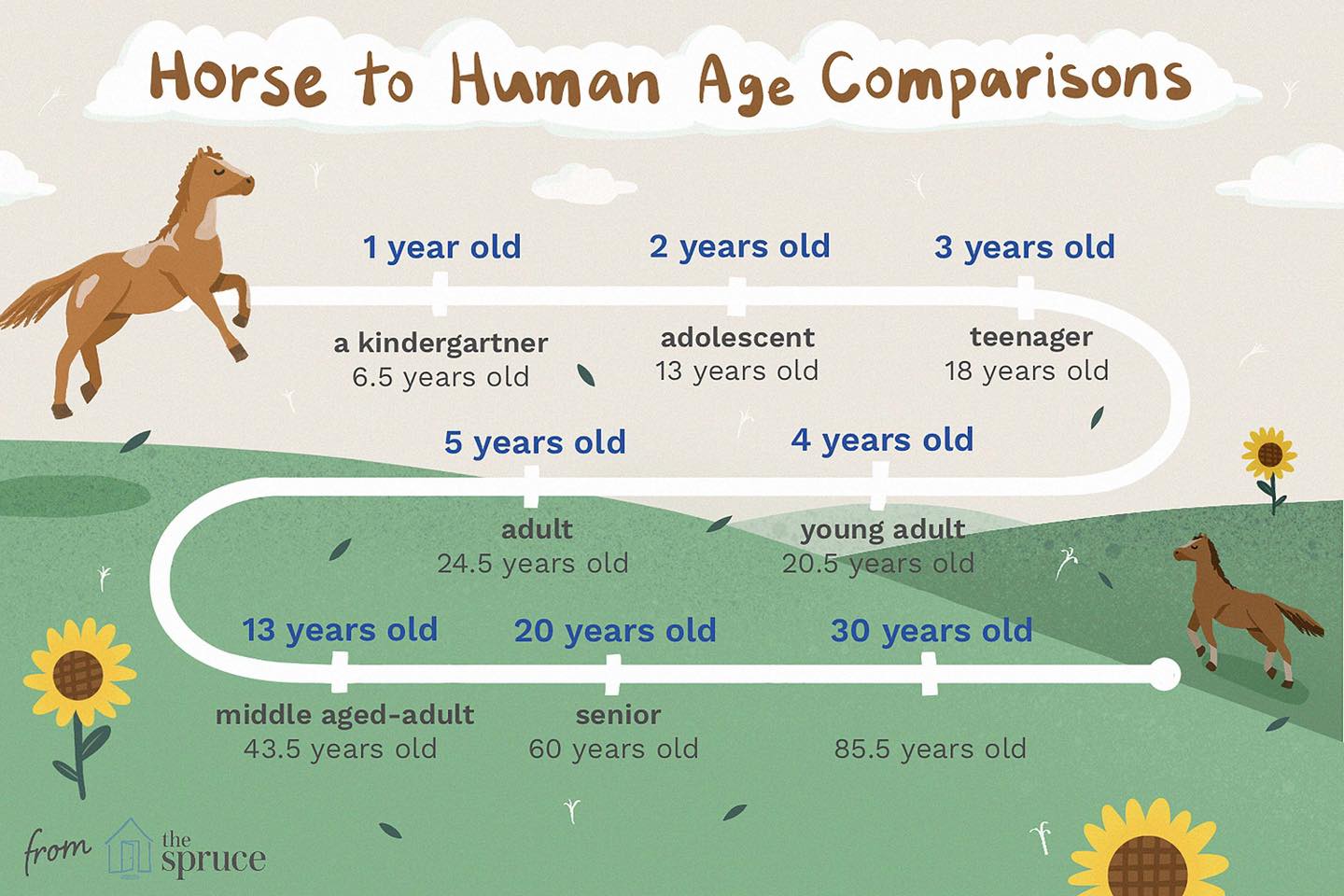 What are horses called at different ages?