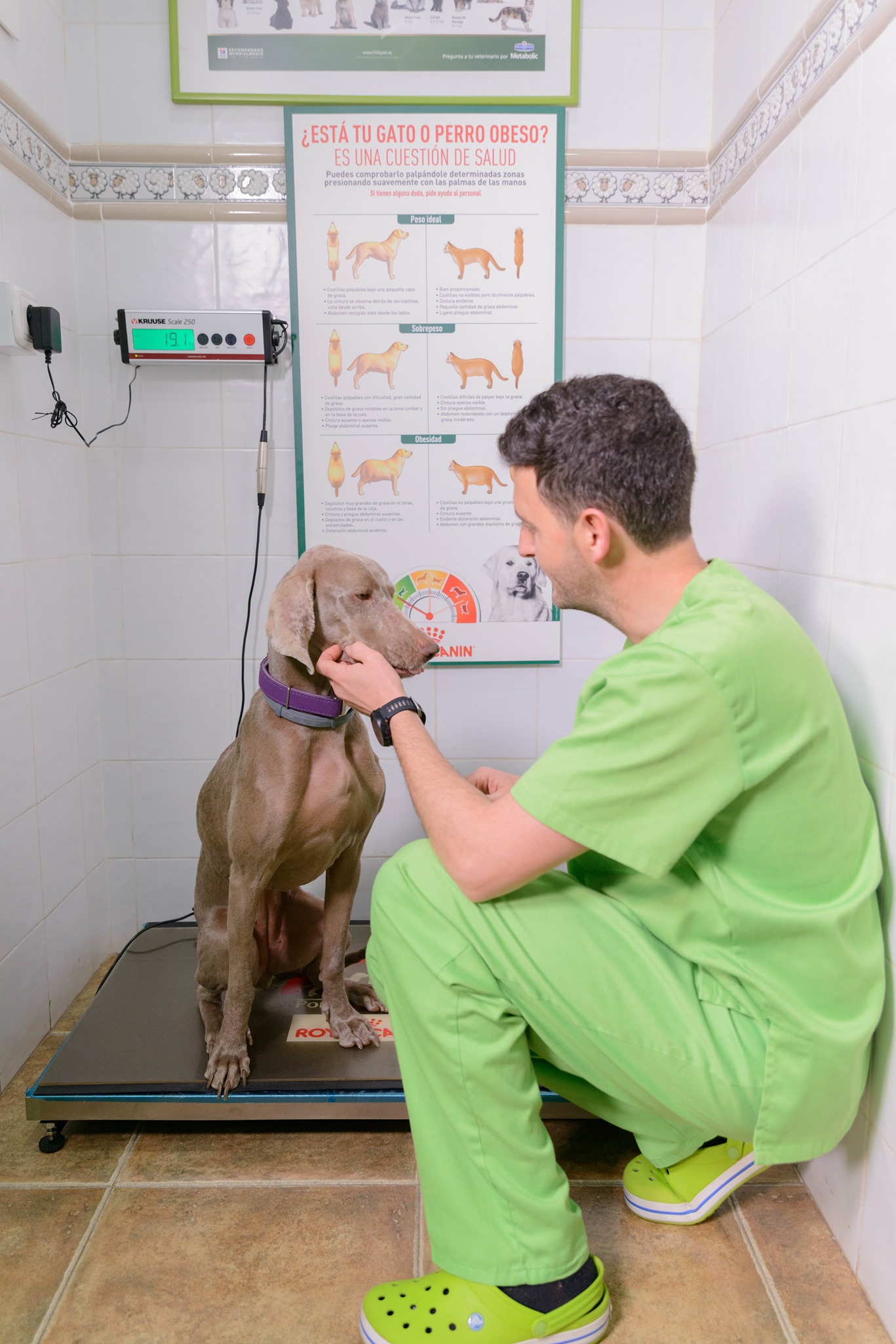 Asociación... - Asociación Proteccionista Animal Arcadys