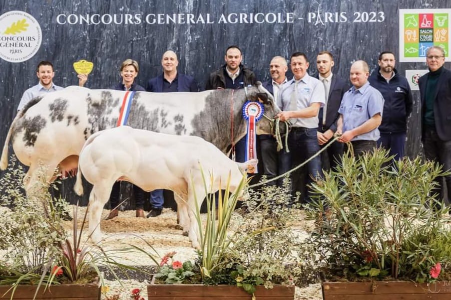 blanc-bleu-belge-concours-des-taureaux-de-15-mois-et-s-rie-du